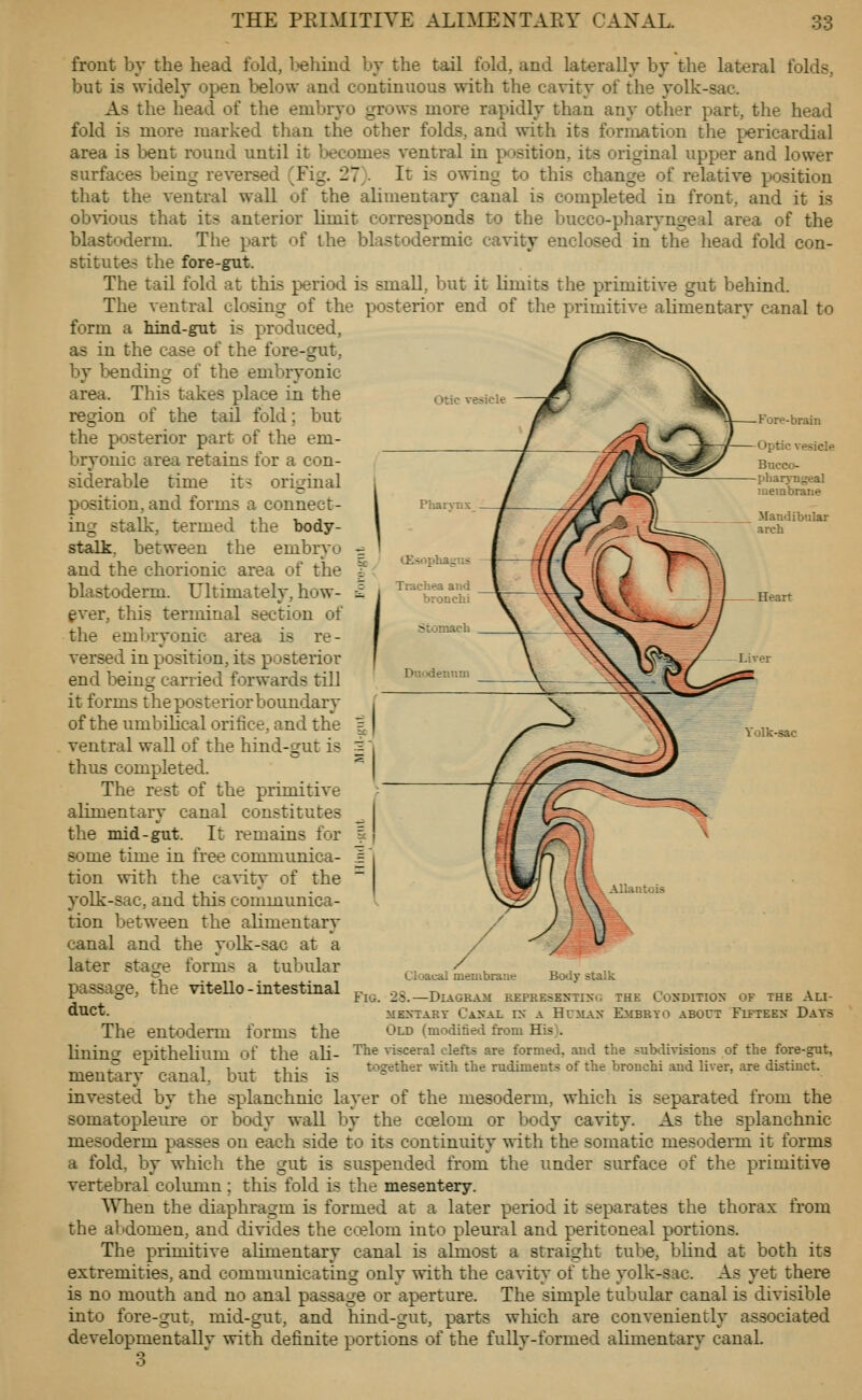 THE PEIMITIVE ALIMENTARY CANAL. o3 otic vesicle front by the head fold, l^ehind bv the tail fold, and laterally by the lateral folds, but is widely open telow and continuous \sith the cayity of the yolk-sac. As the head of the embryo grows more rapidly than any other part, the head fold is more marked than the other folds, and with its formation the pericardial area is bent round until it Ijecomes yentral in position, its original upper and lower surfaces being reyersed (Fig. 27}. It is owing to this change of relatiye position that the yentral wall of the alimentary canal is completed in front, and it is obyious that its anterior limit, corresponds to the bucco-pharyngeal area of the blastoderm. The part of the blastodermic cavity enclosed in the head fold con- stitutes the fore-gnt. The tail fold at this period is smaU, but it limits the primitive gut behind. The yentral closing of the posterior end of the primitive alimentary canal to form a Mnd-gut is produced, as in the case of the fore-gut, by tending of the embryonic area. This takes place in the region of the tail fold; but the posterior part of the em- bryonic area retains for a con- siderable time it? original position, and forms a connect- ing stalk, termed the body- stalk, between the embryo and the chorionic area of the blastoderm. Ultimately, how- ever, this terminal section of the eml>ryonic area is re- versed in position, its posterior end being carried forwards till it forms the posterior boundary of the umbihcal orifice, and the yentral wall of the hind-gut is thus completed. The rest of the primitive alimentary canal constitutes the mid-gut. It remains for some time in free communica- tion with the cavity of the yolk-sac, and this communica- tion between the alimentary canal and the yolk-sac at a later stage forms a tubular passage, the vitello - intestinal duct. The entoderm forms the lining epithelium of the ali- mentary canal., but this is invested by the splanchnic layer of the mesoderm, which is separated from the somatopleure or body wall by the coelom or body cavity. As the splanchnic mesoderm passes on each side to its continuity with the somatic mesoderm it forms a fold, by which the gut is suspended from the under surface of the primitive vertebral column ; this fold is the mesentery. When the diaphragm is formed at a later period it separates the thorax from the abdomen, and divides the ci.'elom into pleural and peritoneal portions. The primitive alimentary canal is almost a straight tube, bhnd at both its extremities, and communicating only with the cavity of the yolk-sac. As yet there is no mouth and no anal passage or aperture. The simple tubular canal is divisible into fore-gut, mid-gut, and hind-gut, parts which are conveniently associated developmentally with definite portions of the fully-formed alimentary canal. o Yolk-sac Cloacal membraue Body stalk Fig. 2S.—Diagram represkxtisc. the Cosditios of the Ali- MEXTART CaXAL IX A HCJIAX EMBRYO ABOUT FlFTEEM DaTS Old (modified from His). The visceral clefts are formed, and the subtlivisions of the fore-gut, together with the rudiments of the bronchi and liver, are distinct.