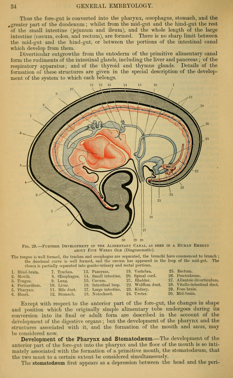 Thus the fore-gut is converted into the pharynx, cesophagus, stomach, and the ,greater part of the duodenum; whilst from the mid-gut and the hind-gut the rest of the small intestine (jejunum and ileum), and the whole length of the large intestine (cfecum, colon, and rectum), are formed. There is no sharp limit between the mid-gut and the hind-gut, or between the portions of the intestinal canal which develop from them. Diverticular outgrowths from the entoderm of the primitive alimentary canal form the rudiments of the intestinal glands, including the liver and pancreas ; of the respu'atory apparatus; and of the thyroid and thymus glands. Details of the formation of these structures are given in the special description of the develop- ment of the system to which each belongs. Fig. 29.—Further Development of the Alimentary Canal, as seen in a Human Embryo ABOUT Five Weeks Old (Diagrammatic). The tongue is well formed, the trachea and ojsophagus are separated, the bronchi have comnieiiced to branch ; the duodenal curve is well formed, and the CEecum has appeared in the loop of the mid-gut. The cloaca is partially separated into genito-urinary and rectal portions. 1. Hind-brain. 2. Mouth. 3. Tongue. 4. Pericardium. 5. Pharynx. 6. Heart. 7. Trachea. 8. (Esophagus. 9. Lung. 10. Liver. 11. Bile duct. 12. Stomach. 13. Pancreas. 14. Small intestine. 15. C'secum. 16. Intestinal loop. 17. Large intestine. 18. Notochord. 19. Vertebra. 20. Spinal cord. 21. Bladder. 22. Wolffian duct. 23. Kidney. 24. Ureter. 25. Rectum. 26. ProetodiEum. 27. Allantoic diverticulum. 28. Vitello-intestiual duct. 29. Fore-brain. 30. Mid-brain. Except with respect to the anterior part of the fore-gut, the changes in shape and position which the originally simple alimentary tube undergoes during its conversion into its final or adult form are described in the account of the development of the digestive organs; Ijut the development of the pharynx and the structures associated with it, and the formation of the mouth and anus, may be considered now. Development of the Pharynx and Stomatodseum.—The development of the anterior x^art of the fore-gut into the pharynx and the floor of the mouth is so inti- mately associated with the formation of a primitive mouth, the stomatodseum, that the two must to a certain extent be considered simultaneously. The stomatodaeum first ajjpears as a depression between the head and the peri-