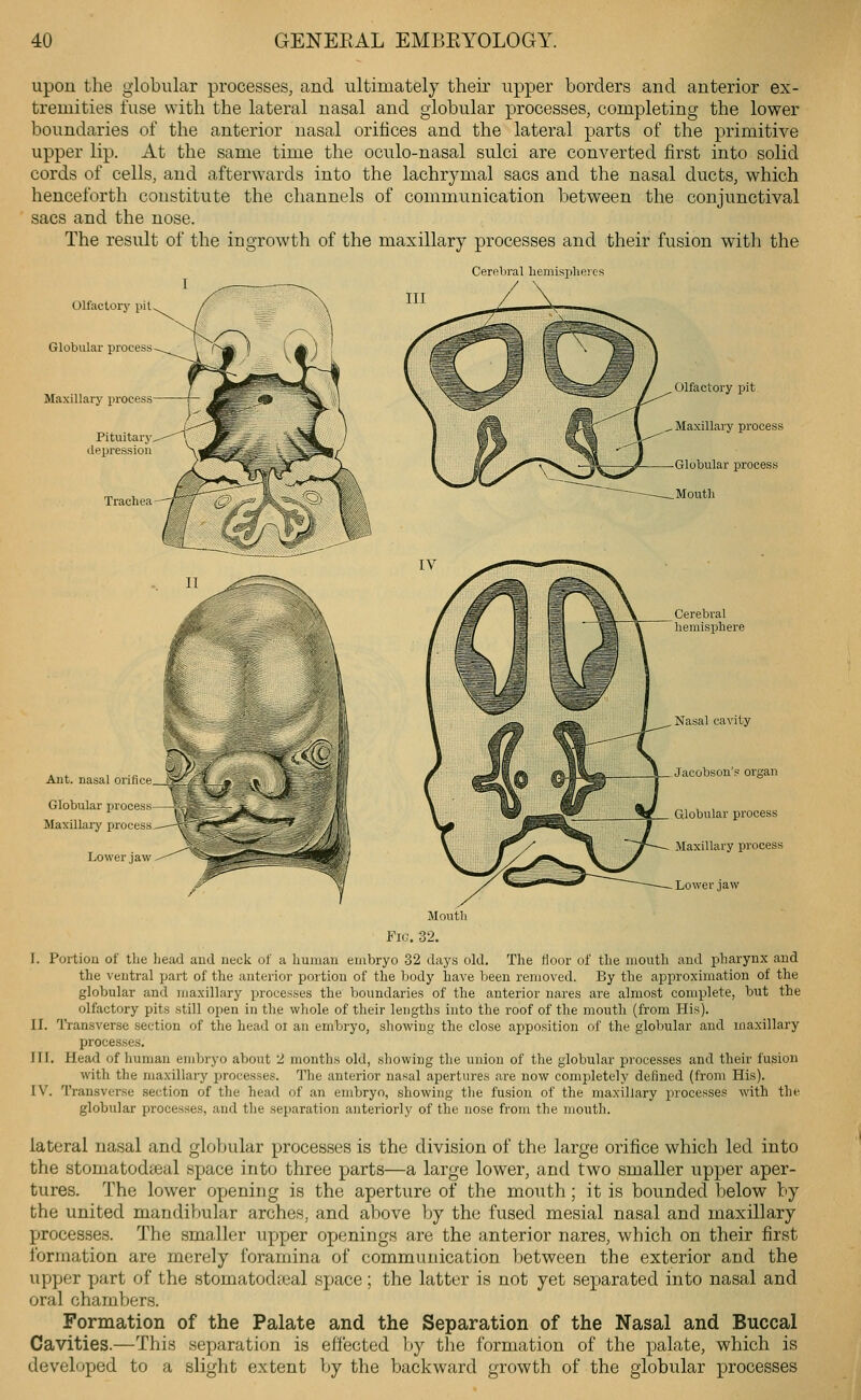 upon the globular processes, and ultimately their upper borders and anterior ex- tremities fuse with the lateral nasal and globular processes, completing the lower boundaries of the anterior nasal orifices and the lateral parts of the primitive upper lip. At the same time the oculo-nasal sulci are converted first into solid cords of cells, and afterwards into the lachrymal sacs and the nasal ducts, which henceforth constitute the channels of communication between the conjunctival sacs and the nose. The result of the ingrowth of the maxillary processes and their fusion with the Cerebral liemisi)he!es Olfactory pit Globular proces-- Maxillary process Pituitary depression Aiit. nasal orifice ^ Globular process Maxillary proces'- Lower jaw Olfactory pit Maxillary process Globular process Moutli Cerebral hemisphere Nasal cavity Jacobson's organ Globular process Maxillary process Lower jaw Mouth Fig. 32. I. Portiou of the head and neck of a human embryo 32 days old. The fioor of the month and pharynx and the ventral part of the anterior portion of the body have been removed. By the approximation of the globular and maxillary processes the boundaries of the anterior nares are almost complete, but the olfactory pits still open in the whole of their lengths into the roof of the mouth (from His). II. Transverse section of the head oi an embryo, showing the close apposition of the globular and maxillary processes. III. Head of human embryo about 2 months old, showing the union of the globular processes and their fusion with the maxillary processes. The anterior nasal apertures are now completely defined (from His). IV. Transverse section of the head of an embryo, showing tlie fusion of the maxillary processes with the globular processes, and the separation anteriorly of the nose from the mouth. lateral nasal and globular processes is the division of the large orifice which led into the stomatodccal space into three parts—a large lower, and two smaller upper aper- tures. The lower opening is the aperture of the mouth; it is bounded below by the united mandibular arches, and above by the fused mesial nasal and maxillary processes. The smaller upper openings are the anterior nares, which on their first Ibrmation are merely foramina of communication between the exterior and the upper part of the stomatod^eal sjjace; the latter is not yet separated into nasal and oral chambers. Formation of the Palate and the Separation of the Nasal and Buccal Cavities.—This separation is effected by the formation of the palate, which is developed to a slight extent by the backward growth of the globular processes