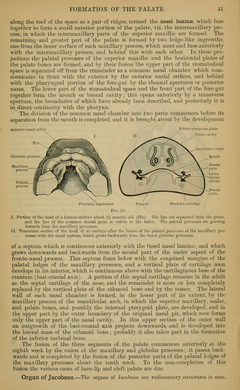 along the roof of the space as a pair of ridges, termed the nasal laminae, which fuse together to form a small anterior portion of the palate, viz. the intermaxillary pro- cess, in which the intermaxillary parts of the superior maxilhe are formed. The remaining and greater part of the palate is formed by two ledge-like ingrowths, one from the inner surface of each maxillary process, which meet and fuse anteriorly with the intermaxillary process, and behind this with each other. In these pro- jections the palatal processes of the superior maxillae and the horizontal plates of the palate bones are formed, and by their fusion the upper part of the stomatodieal space is separated off from the remainder as a common nasal chamber which com- municates in front with the exterior by the anterior narial orifices, and behind with the pharyngeal portion of the fore-gut by the choanal apertures or posterior nares. The lower part of the stomatodteal space and the front part of the fore-gut together form the mouth or buccal cavity; this opens anteriorly by a transverse aperture, the boundaries of which have already been described, and posteriorly it is in direct continuity w^ith the pharynx. The division of the common nasal chamber into two parts commences before its separation from the mouth is completed, and it is brought about by the development Anterior nasal orifice Etlimo-vomerine plate Xasal cavity Palatal process Pituitary depression Fig, Mediel's cartilage I. Portion of the head of a human embryo about 2^ months old (His). The lips are separated from the gums, and the line of the common dental germ is visible in the latter. The palatal processes are growing inwards from the maxillary processes. II. Transverse section of the head of an embryo after the fusion of the palatal processes of the maxillary pro- cesses with the nasal septum, which grows backwards from the fused globular processes. of a septum which is continuous anteriorly with the fused nasal laminte, and which grows downwards and backwards from the mesial part of the under aspect of the fronto-nasal process. This septum fuses below with the conjoined margins of the palatal ledges of the maxillary processes, and a vertical plate of cartilage soon develops in its interior, which is continuous above with the cartilaginous base of the cranium (basi-cranial axis). A portion of this septal cartilage remains in the adult as the septal cartilage of the nose, and the remainder is more or less completely replaced by the vertical plate of the ethmoid bone and by the vomer. The lateral wall of each nasal chamber is formed, in' the lower part of its extent, by the maxillary process of the mandibular arch, in which the superior maxillary, malar, and palate bones, and possibly the internal pterygoid plate, are developed, and in the upper part by the outer boundary of the original nasal pit, which now forms only the upper part of the nasal cavity. In this upper section of the outer wall an outgrowth of the basi-cranial axis projects downwards, and is developed into the lateral mass of the ethmoid bone; probably it also takes part in the formation of the inferior turbinal bone. The fusion of the three segments of the palate commences anteriorly at the eighth week by the union of the maxillary and globular processes; it passes back- wards and is completed by the fusion of the posterior parts of the palatal ledges of the maxillary processes about the tenth week. To the non-completion of this fusion the various cases of hare-Hp and cleft palate are due. Organ of Jacobson.—The organs of Jacobsou are rudimentary structures in man.