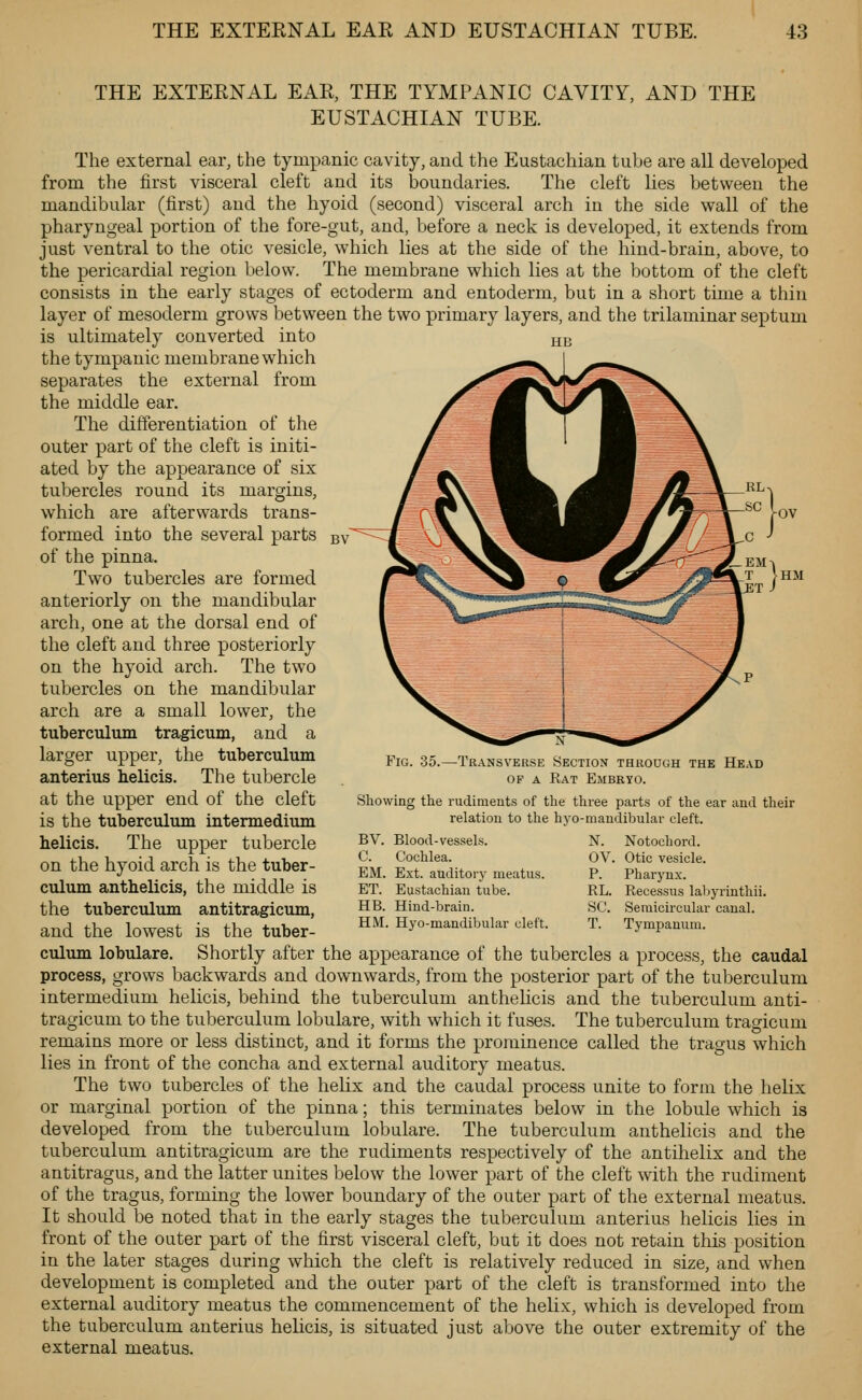 THE EXTERNAL EAR, THE TYMPANIC CAVITY, AND THE EUSTACHIAN TUBE. The external ear, the tympanic cavity, and the Eustachian tube are all developed from the first visceral cleft and its boundaries. The cleft lies between the mandibular (first) and the hyoid (second) visceral arch in the side wall of the pharyngeal portion of the fore-gut, and, before a neck is developed, it extends from just ventral to the otic vesicle, which lies at the side of the hind-brain, above, to the pericardial region below. The membrane which lies at the bottom of the cleft consists in the early stages of ectoderm and entoderm, but in a short time a thin layer of mesoderm grows between the two primary layers, and the trilaminar septum is ultimately converted into hb the tympanic membrane which separates the external from the middle ear. The differentiation of the outer part of the cleft is initi- ated by the appearance of six tubercles round its margins, which are afterwards trans- formed into the several parts of the pinna. Two tubercles are formed anteriorly on the mandibular arch, one at the dorsal end of the cleft and three posteriorly on the hyoid arch. The two tubercles on the mandibular arch are a small lower, the tuberculum tragicum, and a larger upper, the tuberculum anterius helicis. The tubercle at the upper end of the cleft is the tuberculum intermedium helicis. The upper tubercle on the hyoid arch is the tuber- culum anthelicis, the middle is the tuberculum antitragicum, and the lowest is the tuber- culum lobulare. Shortly after the appearance of the tubercles a process, the caudal process, grows backwards and downwards, from the posterior part of the tuberculum intermedium helicis, behind the tuberculum anthelicis and the tuberculum anti- tragicum to the tuberculum lobulare, with which it fuses. The tuberculum tragicum remains more or less distinct, and it forms the prominence called the tragus which lies in front of the concha and external auditory meatus. The two tubercles of the helix and the caudal process unite to form the helix or marginal portion of the pinna; this terminates below in the lobule which is developed from the tuberculum lobulare. The tuberculum anthelicis and the tuberculum antitragicum are the rudiments respectively of the antihelix and the antitragus, and the latter unites below the lower part of the cleft with the rudiment of the tragus, forming the lower boundary of the outer part of the external meatus. It should be noted that in the early stages the tuberculum anterius helicis lies in front of the outer part of the first visceral cleft, but it does not retain this position in the later stages during which the cleft is relatively reduced in size, and when development is completed and the outer part of the cleft is transformed into the external auditory meatus the commencement of the helix, which is developed from the tuberculum anterius helicis, is situated just above the outer extremity of the external meatus. Fig. 35. -Transverse Section throdgh the Head OF A Rat Embryo. Showing the rudiments of the three parts of the ear and their relation to the hyo-mandibular cleft. BV. Blood-vessels. C. Cochlea. EM. Ext. auditory meatus. ET. Eustachian tube. HB. Hind-brain. HM. Hyo-mandibular cleft. N. Notochord. OV. Otic vesicle. P. Pharynx. RL. Recessus labyrinthii. SC. Semicircular canal. T. Tympanum.