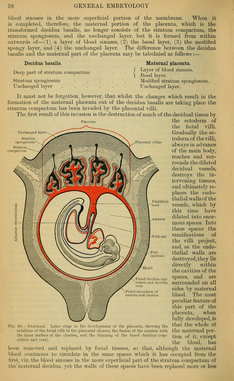 blood sinuses in the more superficial portion of the membrane. When it is completed, therefore, the maternal portion of the placenta, which is the transformed decidua basalis, no longer consists of the stratum compactum, the stratum spongiosum, and the unchanged layer, but it is formed from within outwards of—(1) a layer of blood sinuses, (2) the basal layer, (3) the modified spongy layer, and (4) the unchanged layer. The difference between the decidua basalis and the maternal part of the placenta may be tabulated as follows:— Decidua basalis. Deep part of stratum compactum Stratum spongiosum Unchanged layer Maternal placenta. Layer of blood sinuses. Basal layer. Modified stratum spongiosum. Unchanged layer. Placenta Unchanged layer stratum ■sponglo■^um Stratnra Placental \ illus It must not be forgotten, however, that whilst the changes which result in the formtvtion of the maternal placenta out of the decidua basalis are taking place the stratum compactum has been invaded by the placental villi. The first result of this invasion is the destruction of much of the decidual tissue by the ectoderm of the foetal villi. Gradually the ec- toderm of the villi, always in advance of the main body, reaches and sur- rounds the dilated decidual vessels, destroys the in- tervening tissues, and ultimately re- places the endo- thelial walls of the vessels, which by this time have dilated into enor- mous spaces. Into these spaces the ramifications of the villi project, and, as the endo- thelial walls are destroyed, they lie directly within the cavities of the spaces, and are surrounded on all sides by maternal blood. The most peculiar feature of this part of the placenta, when fully developed, is that the whole of the maternal por- tion of it, except the blood, has been removed and replaced hj fcetal tissues, so that, although the maternal blood continues to circulate in the same spaces wliich it has occupied from the first, viz. the blood sinuses in the more superficial part of the stratum compactum of the maternal decidua, yet the walls of these spaces have been replaced more or less Yolk-sac Peri- cardium decidua cap- s and decidua Fused mesoderm of amnion and cliorion Fig. 46.—Diagha.m. Later stage in the developmeut of the placenta, showing the relations of the fcetal villi to the placental sinuses, the fusion of the amnion with the inner surface of the chorion, and the thinning of tlie fused deciduic (cap- sularis and vera).