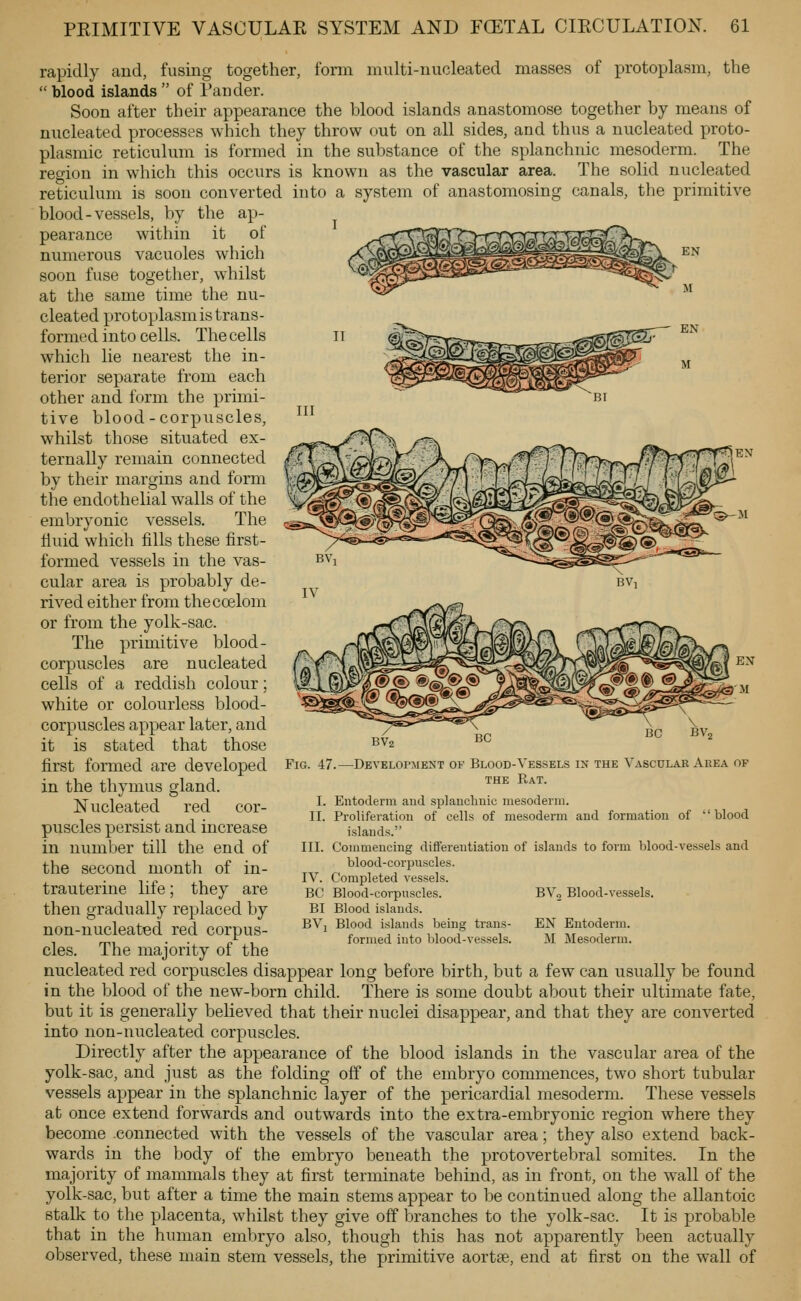 rapidly and, fusing together, form multi-nucleated masses of protoplasm, the  blood islands  of I'ander. Soon after their appearance the blood islands anastomose together by means of nucleated processes which they throw out on all sides, and thus a nucleated proto- plasmic reticulum is formed in the substance of the splanchnic mesoderm. The region in which this occurs is known as the vascular area. The solid nucleated reticulum is soon converted into a system of anastomosing canals, the primitive blood-vessels, by the ap- pearance within it of ^.^'Y^^iM^rvrTT'raTAC:,,,,, ^ numerous vacuoles w'hich ^v^/r^-avv^r-'A.^sieii^aurss^irsKr.j^fv'* ^.^t soon fuse together, whilst at the same time the nu- cleated protoplasm is trans- formed into cells. The cells which lie nearest the in- terior separate from each other and form the primi- tive blood-corpuscles, whilst those situated ex- ternally remain connected by their margins and form the endothelial walls of the embryonic vessels. The fluid which fills these first- formed vessels in the vas- cular area is probably de- rived either from thecoelom or from the yolk-sac. The primitive blood- corpuscles are nucleated cells of a reddish colour; white or colourless blood- corpuscles appear later, and it is statecl that those first formed are developed in the thymus gland. Nucleated red cor- puscles persist and increase in number till the end of the second month of in- trauterine life; they are then gradually replaced by non-nucleated red corpus- cles. The majority of the nucleated red corpuscles disappear long before birth, but a few can usually be found in the blood of the new-born child. There is some doubt about their ultimate fate, but it is generally believed that their nuclei disappear, and that they are converted into non-nucleated corpuscles. Directly after the appearance of the blood islands in the vascular area of the yolk-sac, and just as the folding off of the embryo commences, two short tubular vessels appear in the splanchnic layer of the pericardial mesoderm. These vessels at once extend forwards and outwards into the extra-embryonic region where they become .connected with the vessels of the vascular area; they also extend back- wards in the body of the embryo beneath the protovertebral somites. In the majority of mammals they at first terminate behind, as in front, on the wall of the yolk-sac, but after a time the main stems appear to be continued along the allantoic stalk to the placenta, whilst they give off branches to the yolk-sac. It is probable that in the human embryo also, though this has not apparently been actually observed, these main stem vessels, the primitive aortse, end at first on the wall of BV2 Fig. 47.—Development of Blood-Vessels in the Yasculae Area op THE Rat. I. Entoderm and splaiichuic mesoderm. II. Proliferation of cells of mesoderm and formation of blood islands. III. Commencing differentiation of islands to form blood-vessels and blood-corpuscles. IV. Completed vessels. BC Blood-corpuscles. BI Blood islands. BVj Blood islands being trans- formed into blood-vessels. BVo Blood-vessels. EN Entoderm. M Mesoderm.