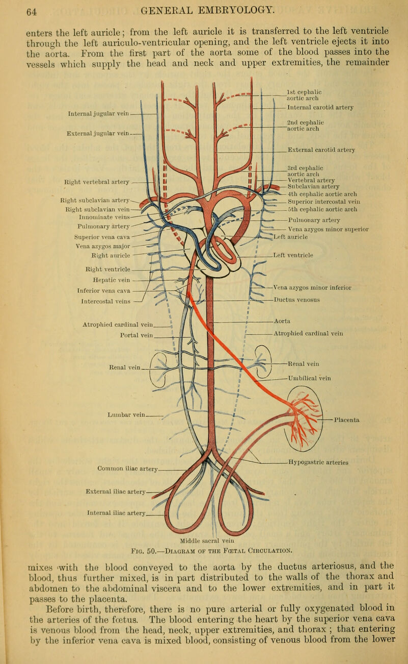 enters the left auricle; from the left auricle it is transferred to the left ventricle through the left auriculo-ventricular opening, and the left ventricle ejects it into the aorta. From the first part of the aorta some of the blood passes into the vessels which supply the head and neck and upper extremities, the remainder Internal jugular vein External jugular vein Right vertebral artery- Right subclavian artery Right subclavian vein Innominate veins Pulmonary artery Superior vena cava Vena azygos major Right auricle Right ventricle Hepatic vein Inferior vena cava Intercostal veins 1st cephalic aortic arch Internal carotid artery 2ncl cephalic aortic arch External carotid artery 3rd cephalic aortic arch Vertebral artery Subclavian artery 4th cephalic aortic arch Superior intercostal vein 5th cephalic aortic arch Pulmonary artery Vena azygos minor superior Left auricle Vena azygos minor inferior Ductus venosus Atrophied cardinal vein j, /| Portal vein Renal vein Lumbar vein Common iliac artery External iliac artery Internal iliac artery Aorta Atrophied cardinal vein Placenta Hypogastric arteries Middle sacial vein Fig. 50.—Diagram of the Fcetal Circulation. mixes 'with the blood conveyed to the aorta by the ductus arteriosus, and the blood, thus further mixed, is in part distributed to the walls of the thorax and abdomen to the abdominal viscera and to the lower extremities, and in part it passes to the placenta. Before birth, therefore, there is no pure arterial or fully oxygenated blood in the arteries of the fretus. The blood entering the heart by the superior vena cava is venous blood from the head, neck, upper extremities, and thorax ; that entering by the inferior vena cava is mixed blood, consisting of venous blood from the lower