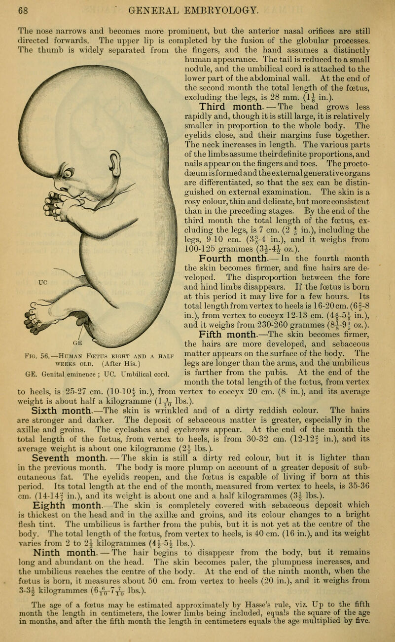 The nose narrows and becomes more prominent, but the anterior nasal orifices are still directed forwards. Tlie upj)er lip is completed by the fusion of the globular processes. The tlnnnb is widely separated from the fingers, and the hand assumes a distinctly human appearance. The tail is reduced to a small nodule, and the umbilical cord is attached to the lower part of the abdominal wall. At the end of the second month the total length of the foetus, excluding the legs, is 28 mm. (1-| in.). Third month. — The head grows less rapidly and, though it is still large, it is relatively smaller in proportion to the whole body. The eyelids close, and their margins fuse together. The neck increases in length. The various parts of the limbsassume theirdefinite proportions, and nails appear on the fingers and toes. The procto- dseum is formed and the external generative organs are differentiated, so that the sex can be distin- guished on external examination. The skin is a rosy colour, thin and delicate, but more consistent than in the preceding stages. By the end of the third month the total length of the foetus, ex- cluding the legs, is 7 cm. (2 ^ in.), including the legs, 9-10 cm. (3|-4 in.), and it weighs from 100-125 grammes (3^-4| oz.). Fourth month.— In the fourth month the skin becomes firmer, and fine hairs are de- veloped. The disproportion between the fore and hind limbs disappears. If the foetus is born at this period it may live for a few hours. Its total length from vertex to heels is 16-20 cm. (6|-8 in.), from vertex to coccyx 12-13 cm. (4-i-5i in.), and it weighs from 230-260 grammes {8-^-91 oz.). Fifth month.—The skin becomes firmer, the hairs are more developed, and sebaceous matter appears on the siirface of the body. The legs are longer than the arms, and the umbilicus is farther from the pubis. At the end of the month the total length of the foetus, from vertex to heels, is 25-27 cm. (10-101 in.), from vertex to coccyx 20 cm. (8 in.), and its average weight is about half a kilogramme (Ijo ^bs.). Sixth month.—The skin is wrinkled and of a dirty reddish colour. The hairs are stronger and darker. The deposit of sebaceous matter is greater, especially in the axillte and groins. The eyelashes and eyebrows appear. At the end of the month the total length of the fcjetus, from vertex to heels, is from 30-32 cm. (12-12j in.), and its average weight is about one kilogramme (2i lbs.). Seventh month. — The skin is still a dirty red colour, but it is lighter than in the previous month. The body is more plump on account of a greater deposit of sub- cutaneous fat. The eyelids reopen, and the foetus is capable of living if born at this period. Its total length at the end of the month, measured from vertex to heels, is 35-36 cm. (14-14 J in.), and its weight is about one and a half kilogrammes (3)j lbs.). Eighth month.—The skin is completely covered with sebaceous deposit which is thickest on the head and in the axillsD and groins, and its colour changes to a bright flesh tint. The umbilicus is farther from the pubis, but it is not yet at the centre of the body. The total length of the foetus, from vertex to heels, is 40 cm. (16 in.), and its weight varies from 2 to 2^ kilogrammes (4|-5^ lbs.). Ninth month. — 'i'he hair begins to disappear from the body, but it remains long and abundant on the head. The skin becomes paler, the plumpness increases, and the umbilicus reaches the centre of the body. At the end of the ninth month, when the foetus is born, it measures about 50 cm. from vertex to heels (20 in.), and it weighs from 3-3^ kilogrammes (6yV*'^ro lbs.). The age of a foetus may he estimated approximately by Hasse's rule, viz. Up to the fifth month the length in centimeters, the lower limbs being included, equals the square of the age in months, and after the fifth month the length in centimeters equals the age multiplied by five. Fig. 56.—Human Fcetus eight and a half WEEKS OLD. (After His.) GE. Genital eminence ; UC. Umliilical cord.