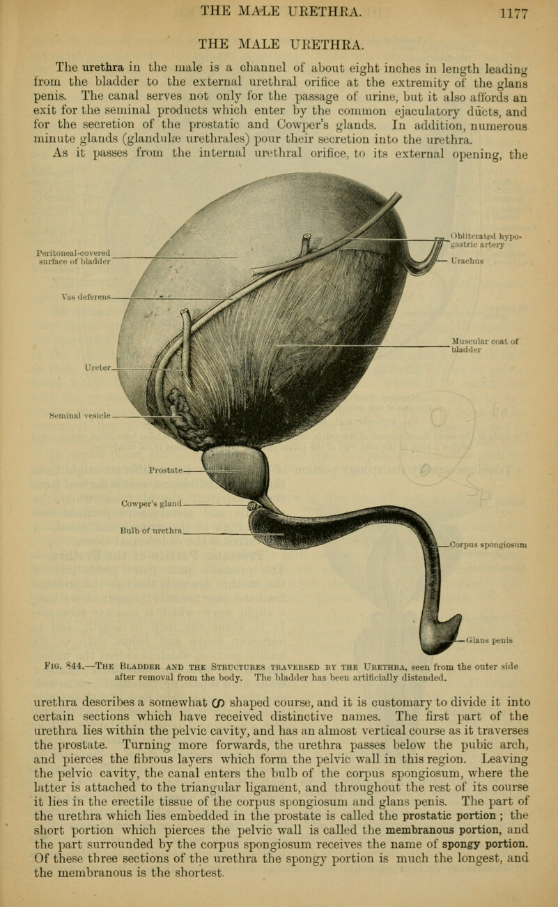 THE MALE UEETHEA. The urethra in the male is a channel of about eight inches in length leading from the bladder to the external urethral orifice at the extremity of the glans penis. The canal serves not only for the passage of urine, but it also aflbrds an exit for the seminal products which enter by the common ejaculatory ducts, and for the secretion of the prostatic and Cowper's glands. In addition, numerous minute glands (glandulie urethrales) pour their secretion into the urethra. As it passes from the internal urethral orifice, to its external opening, the Peritoneal-covered surface of bladder Va.s deferens Ureter Seminal vesicle Obliterated hypo- gastric artery Uraclius Muscular coat of bladder Cowper's gland Bulb of urethra Corpus spongiosum Glans penis Fig. 844.—The Bladder and the Structures traversed by the Urethra, seen from the outer side after removal from the body. The bladder has been artiticially distended. urethra describes a somewhat (f) shaped course, and it is customary to divide it into certain sections which have received distinctive names. The first part of the urethra lies within the pelvic cavity, and has an almost vertical course as it traverses the prostate. Turning more forwards, the urethra passes below the pubic arch, and pierces the fibrous layers which form the pelvic wall in this region. Leaving the pelvic cavity, the canal enters the bulb of the corpus spongiosum, where the latter is attached to the triangular ligament, and throughout the rest of its course it lies in the erectile tissue of the corpus spongiosum and glans penis. The part of the urethra which lies embedded in the prostate is called the prostatic portion ; the short portion which pierces the pelvic wall is called the membranous portion, and the part surrounded by the corpus spongiosum receives the name of spongy portion. Of these three sections of the urethra the spongy portion is much the longest, and the membranous is the shortest.