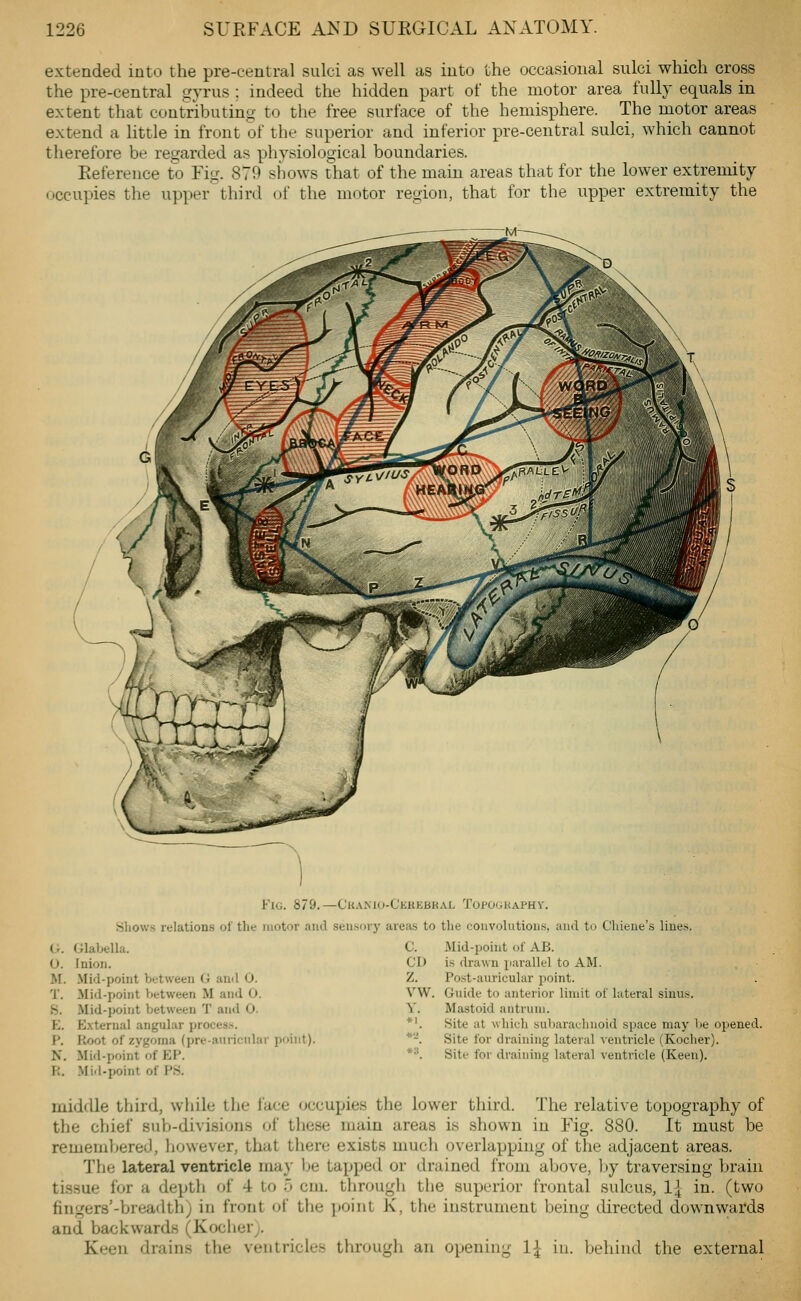 extended into the pre-central sulci as well as into the occasional sulci which cross the pre-central gyrus ; indeed the hidden part of the motor area fully equals in extent that contVibuting to the free surface of the hemisphere. The motor areas extend a little in front of the superior and inferior pre-central sulci, which cannot therefore be regarded as physiological boundaries. Reference to Fig. 879 shows that of the main areas that for the lower extremity occupies the upper third of the motor region, that for the upper extremity the Fig. 879.—Cuankj-Ckkkbkal Topogkaphy. Shows relation.s of the motor and seii.snry areas to tlie convolutions, and to Chiene's lines. G. Glabella. O. Inion. M. Mid-point between G and 0. T. Mid-point Vjetween M and O. S. Mid-point between T and O. E. External angular process. P. Fvoot of zygoma (pre-auricular point). N. Mid-point of EF. R. Mid-point of FS. C. Mid-point of AB. CD is drawn p.irallel to AM. Z. Post-auricular point. VW. Guide to anterior limit of lateral sinus. Y. Mastoid antrum. *'. Site at wliicli subaracliuoid space may be opened. *-. Site for draining lateral ventricle (Kocher). *^. Site for draining lateral ventricle (Keen). middle third, wiiile the iace occupies the lower third. The relatiye topography of the chief siib-divisions of these main areas is shown in Fig. 880. It must be remembered, liowever, that there exists mucli oyerlapping of the adjacent areas. The lateral ventricle may be tapped or drained from above, by traversing brain tissue for a depth of 4 to 5 cm. througli the superior frontal sulcus, 1| in. (two fingers'-breadth; in front of the ])oint K, the instrument being directed downw;ard8 and backwards (Kocher;. Keen drains the ventricles through an opening 1;^ in. behind the external