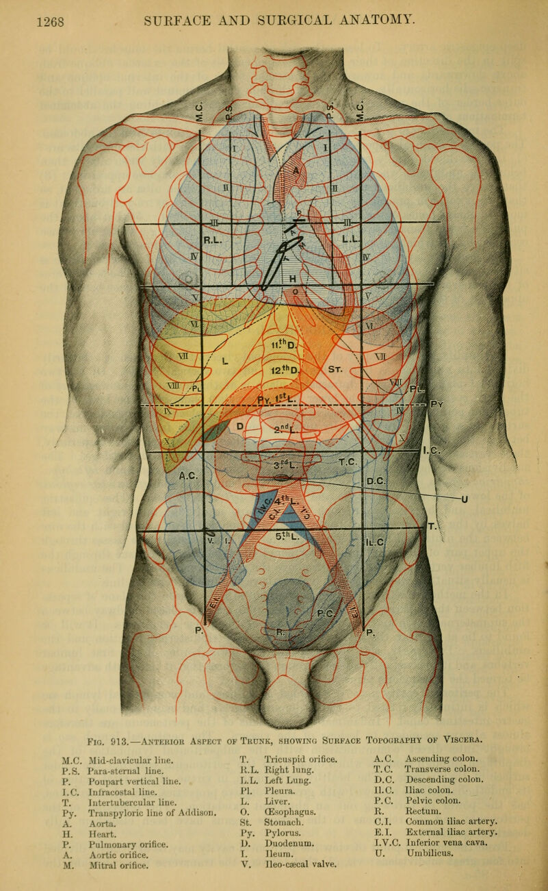 Fig. 913.—Anteuiok Aspect of Trunk, showinc; Surface Topography of Viscera. M.C. Mid-clavicular line. P.S. Para-sternal line. P. Poupart vertical line. I.e. Infracostal line. T. Intertubercular line. Py. Transpyloric line of Addi.son A. Aorta. H. Heart. P. Pulmonary orifice. A. Aortic orifice. M. Mitral orifice. T. Tricuspid orifice. R.L. Right lung. L.L. Left Lung. PI. Pleura. L. Liver. O. CEsophagus. St. Stomach. Py. Pylorus. U. Duodenum. T. Ileum. V. lleo-c£ecal valve. A.C. Ascending colon. T.C. Tiansverse colon. D.C. Descending colon. 11. C. Iliac colon. P.O. Pelvic colon. R. Rectum. C.L Coininon iliac artery E.L External iliac artery I.V.C Inferior vena cava. U. Unjbilicus.