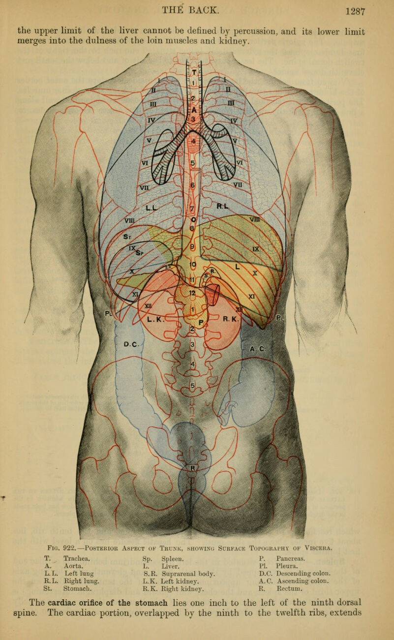 the upper limit of the liver cannot be defined by percussion, and its lower limit merges into the dulness of the loin muscles and kidney. Fig. 922.—Posterior Aspect of Truxk. showixg Surface Topography of Viscera. T. ^ Trachea. A. Aorta. L. L. Left lung R.L. Right luug. St. Stomach. Sp. Spleen. L. Liver. S.E. Suprarenal body. L.K. Left kidney. R.K. Right kidney. P. Pancreas. PL Pleura. D.C. Descending colou. A.C. Ascending colon. R. Rectum. The cardiac orifice of the stomach lies one inch to the left of the ninth dorsal spine. The cardiac portion, overlapped by the ninth to the twelfth ribs, extends