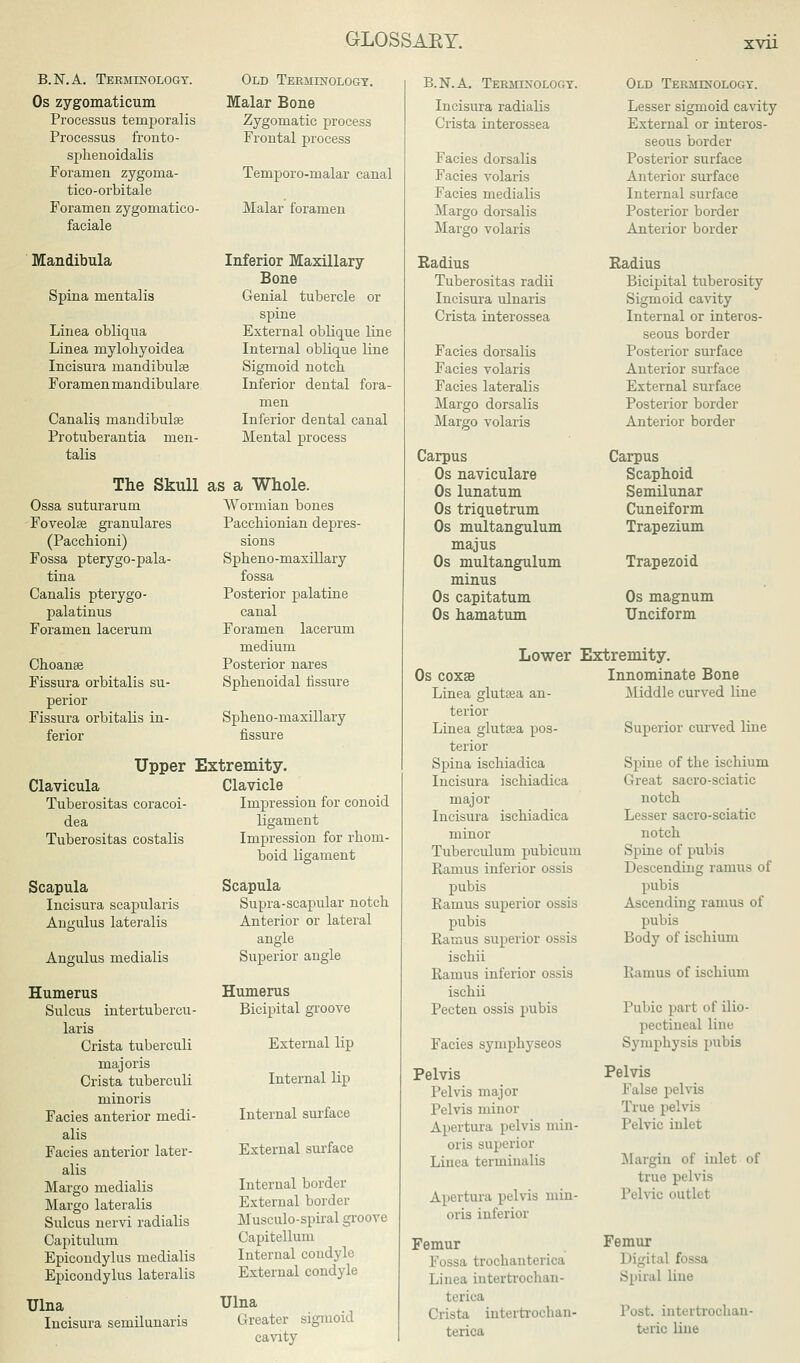 B.N.A. Terminology. Os zygomaticum Processus temporalis Processus fronto- sphenoidalis Foramen zygoma- tico-orbitale Foramen zygomatico- faciale Mandibula Spina mentalis Linea obliqua Linea myloliyoidea Incisura mandibulse Foramen mandibulare Canalis mandibular Protuberantia men- talis The Skull Ossa suturarum Foveolas granulares (Paccbioni) Fossa pterygo-pala- tina Canalis pterygo- palatinus Foramen lacerum Choanse Fissura orbitalis su- perior Fissura orbitahs in- ferior Old Terminology. Malar Bone Zygomatic process Frontal process Temporo-malar canal Malar foramen Inferior Maxillary Bone Genial tubercle or spine External oblique line Internal oblique line Sigmoid notch Inferior dental fora- men Inferior dental canal Mental process as a Whole. Wormian bones Paccbionian depres- sions Spbeno-maxillary fossa Posterior palatine canal Foramen lacerum medium Posterior nares Spbenoidal fissure Spbeno-maxillary fissure Upper Extremity. Clavicula Tuberositas coracoi- dea Tuberositas costalis Scapula Incisura scapularis Angulus lateralis Angulus medialis Humerus Sulcus intertubercu- laris Crista tuberculi majoris Crista tuberculi minoris Facies anterior medi- alis Facies anterior later- alis Margo medialis Margo lateralis Sulcus nervi radialis Capitulum Epicondylus medialis Epicondylus lateralis Ulna Incisura semilunaris Clavicle Impression for conoid ligament Impression for rhom- boid ligament Scapula Supra-scapular notch Anterior or lateral angle Superior angle Humerus Bicipital groove External lip Internal Up Internal surface External surface Internal border External border Musculo-spiral groove Capitelluiu Internal condyle External condyle Ulna Greater sigmoid cavity B.N.A. Terminology. Incisura radialis Crista interossea Facies dorsalis Facies volaris Facies medialis Margo dorsalis Margo volaris Radius Tuberositas radii Incisura ulnaris Crista interossea Facies dorsalis Facies volaris Facies lateralis Margo dorsalis Margo volaris Carpus Os naviculare Os lunatum Os triquetrum Os multangulum majus Os multangulum minus Os capitatum Os hamatum Old Terminology. Lesser sigmoid cavity External or interos- seous border Posterior surface Anterior surface Internal surface Posterior border Anterior border Radius Bicipital tuberosity Sigmoid cavity Internal or interos- seous border Posterior surface Anterior surface External surface Posterior border Anterior border Carpus Scaphoid Semilunar Cuneiform Trapezium Trapezoid Os magnum Unciform Lower Extremity. Os coxse Linea glutcea an- terior Linea glutsea pos- terior Spina ischiadica Incisura ischiadica major Incisura ischiadica minor Tuberculum pubicum Ramus inferior ossis pubis Ramus superior ossis pubis Ramus superior ossis ischii Ramus inferior ossis ischii Pecten ossis pubis Facies symphyseos Pelvis Pelvis major Pelvis minor Apertura pelvis min- oris superior Linea terminalis Apertura pelvis min- oris inferior Femur Fossa trochanterica Linea intertrochan- terica Crista intertroclian- terica Innominate Bone Middle curved line Superior curved line Spine of the ischium Great sacro-sciatic notch Lesser sacro-sciatic notch Spine of pubis Descending ramus of pubis Ascending ramus of pubis Body of ischium Kanius of ischium Pubic part of ilio- pectineal line Symphysis pubis Pelvis False pelvis True pelvis Pelvic inlet .Margin of inlet of true pelvis Pelvic outlet Femur Digital fossa Spiral line Post intertrochan- teric line