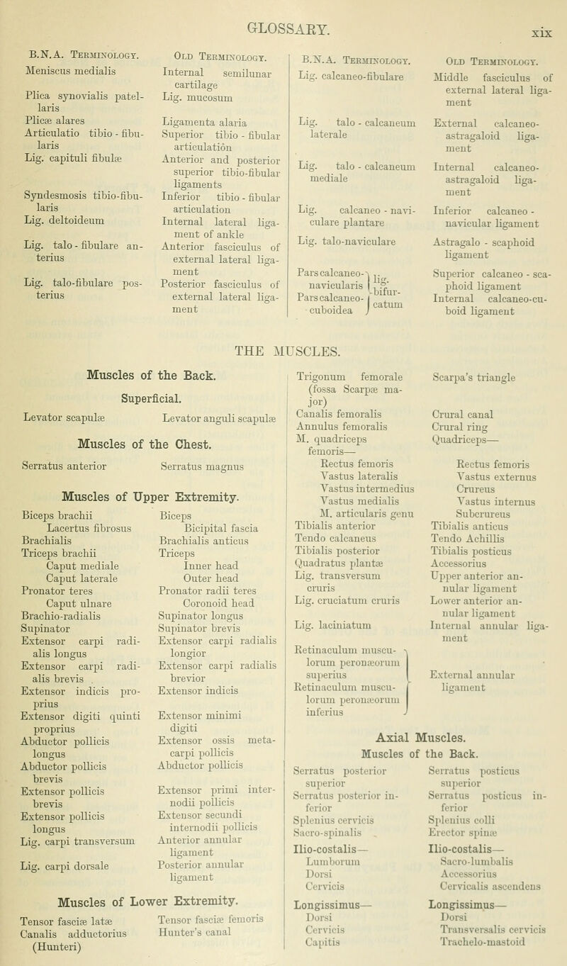 xix B.N.A. Terminology. Meniscus niediaKs Plica synovialis patel- laris Plicae alares Articulatio tibio - fibu- laris Lig. capituli fibulae Syndesmosis tibio-fibu- laris Lig. deltoideum Lig. talo - fibulare an- terius Lig. talo-fibulare pos- terius Old Terminology. Internal semilunar cartilage Lig. mucosum Ligamenta alaria Superior tibio - fibular articulation Anterior and posterior superior tibio-fibular ligaments Inferior tibio - fibular articulation Internal lateral liga- ment of ankle Anterior fasciculus of external lateral liga- ment Posterior fasciculus of external lateral liga- ment B.X.A. Terminology. Lig. calcaneo-fibulare Lig. talo - calcaneum laterale Lig. talo - calcaneum mediale Lig. calcaneo - navi- culare plantare Lig. talo-naviculare Pars calcaneo-'. ,. navicularis |, ■* Pars calcaneo-1 cuboidea J -bifur- catum Old Terminology. Middle fasciculus of external lateral liga- ment External calcaneo- astragaloid liga- ment Internal calcaneo- astragaloid liga- ment Inferior calcaneo - navicular ligament Astragalo - scaphoid ligament Superior calcaneo - sca- phoid ligament Internal calcaneocu- boid ligament THE MUSCLES. Muscles of the Back. Superficial. Levator scapulae Levator anguli scapulas Muscles of the Chest. Serratus anterior Serratus magnus Muscles of Upper Extremity. Biceps brachii Lacertus fibrosus Brachialis Triceps brachii Caput mediale Caput laterale Pronator teres Caput ulnare Brachio-radialis Supinator Extensor carpi radi- alis longus Extensor carpi radi- alis brevis Extensor indicis pro- prius Extensor digiti quinti proprius Abductor pollicis longus Abductor pollicis brevis Extensor pollicis brevis Extensor pollicis longus Lig. carpi transversum Lig. carpi dorsale Biceps Bicipital fascia Brachialis anticus Triceps Inner head Outer head Pronator radii teres Coronoid head Supinator longus Supinator brevis Extensor carpi radialis longior Extensor carpi radialis brevior Extensor indicis Extensor minimi digiti Extensor ossis meta- carpi pollicis Abductor pollicis Extensor primi inter - nodii pollicis Extensor secundi internodii pollicis Anterior annular ligament Posterior annular ligament Muscles of Lower Extremity. Tensor fascite latae Canalis adductorius (Huuteri) Tensor fascia? femoris Hunter's canal Trigonum femorale (fossa Scarpae ma- jor) Canalis femoralis Annulus femoralis M. quadriceps femoris— Rectus femoris Vastus lateralis Vastus intermedins Vastus medialis M. articularis genu Tibialis anterior Tendo calcaneus Tibialis posterior Quadratus plantte Lig. transversum cruris Lig. cruciatum cruris Lig. laciniatum Retinaculum muscu- ^ lorum peronoeoruin superius Retinaculum muscu- lorum peronaeorum inferius Scarpa's triangle Crural canal Crural ring 1 Quadriceps— Rectus femoris Vastus externus Crureus Vastus internus Subcrureus Tibialis anticus Tendo Achillis Tibialis posticus Accessorius Upper anterior an- nular ligament Lower anterior an- nular ligament Internal annular liga- ment External annular ligament Axial Muscles. Muscles of the Back. Serratus posterior superior Serratus posterior in- ferior Splenius cervicis Sacro-spLualis Uio-costalis — Lumborum Dorsi < i i vieis Longissimus— I lorsi (lervicis Capitis Serratus posticus superior Serratus posticus in- ferior Splenius colli Erectur spins Ilio-costalis— o-lumbalis Accessorius i lervicalis ascendena Longissimus— Transversalia cervicis Tiachelo-mastoid