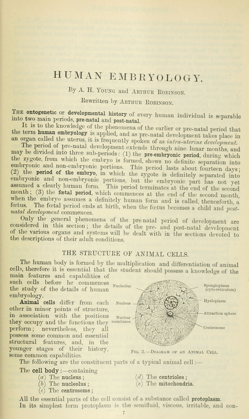 HUMAN EMBRYOLOGY. By A. H. Young and Aethuk Eobinson. Eewritten by Arthuk Eobinson. The ontogenetic or developmental history of every human individual is separable into two main periods, pre-natal and post-natal ^paraoie It is to the knowledge of the phenomena of the earlier or pre-natal period that he term human embryology is applied, and as pre-natal development takes place in an organ called the uterus it is frequently spoken of as intrauterine development. The period of pre-natal development extends through nine lunar months and may be divided into three sub-periods: (1) the pre-embryonic period, during which the zygote, from which the embryo is formed, shows no definite separation into embryonic and non-embryonic portions. This period lasts about fourteen days; (2) the period of the embryo, in which the zygote is definitely separated into embryonic and non-embryonic portions, but the embryonic part has not yet assumed a clearly human form. This period terminates at the end of the second month; (3) the foetal period, which commences at the end of the second month when the embryo assumes a definitely human form and is called, thenceforth a tcetus. ltie foetal period ends at birth, when the foetus becomes a child and post- natal development commences. Only the general phenomena of the pre-natal period of development are considered m this section; the details of the pre- and post-natal development of the various organs and systems will be dealt with in the sections devoted to the descriptions of their adult conditions. THE STEUCTUEE OF ANIMAL CELLS. The human body is formed by the multiplication and differentiation of animal cells, therefore it is essential that the student should possess a knowledge of the main features and capabilities of such cells before he commences the study of the details of human embryology. Animal cells differ from each other in minor points of structure, in association with the positions they occupy and the functions they perform; nevertheless, they all possess some common and essential structural features, and, in the younger stages of their history, some common capabilities. The following are the constituent parts of a typical animal cell The cell body :—containing (a) The nucleus ; (J)) The nucleolus ; (c) The centrosome ; Nucleolus ■ Spongioplasin (cyto-reticulum) Hyaloplasm Attraction sphere • Centrosome Fig. 2. Diagram of an Animal Cell. The centrioles ; (e) The mitochondria. All the essential parts of the cell consist of a substance called protoplasm. In its simplest form protoplasm is the semifluid, viscous, irritable, and 1 con-