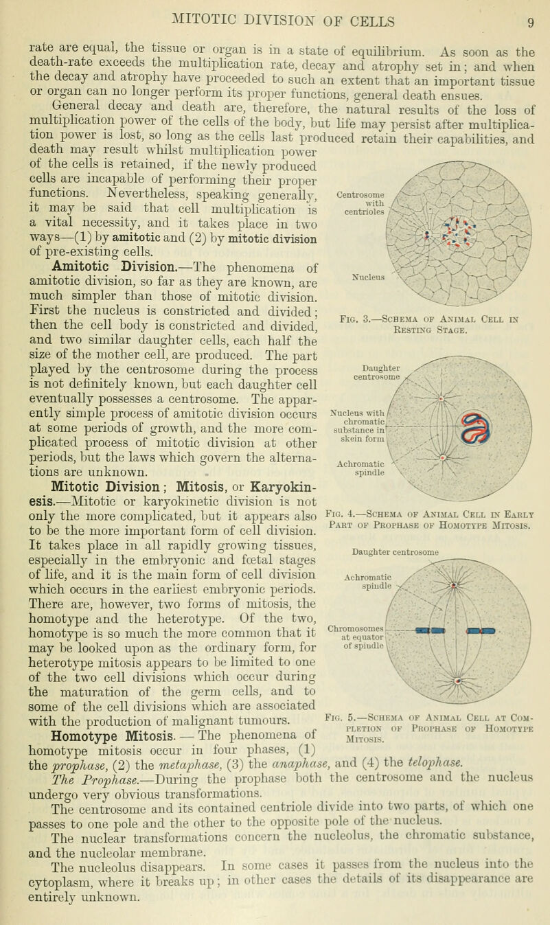 MITOTIC DIVISION OF CELLS Nucleus Fig. 3. -Schema of Animal Cell in Resting Stage. rate are equal, the tissue or organ is in a state of equilibrium. As soon as the death-rate exceeds the multiplication rate, decay and atrophy set in; and when the decay and atrophy have proceeded to such an extent that an important tissue or organ can no longer perform its proper functions, general death ensues. General decay and death are, therefore, the natural results of the loss of multiplication power of the cells of the body, but life may persist after multiplica- tion power is lost, so long as the cells last produced retain their capabilities, and death may result whilst multiplication power of the cells is retained, if the newly produced cells are incapable of performing their proper functions. Nevertheless, speaking generally, it may be said that cell multiplication is a vital necessity, and it takes place in two ways—(1) by amitotic and (2) by mitotic division of pre-existing cells. Amitotic Division.—The phenomena of amitotic division, so far as they are known, are much simpler than those of mitotic division. First the nucleus is constricted and divided; then the cell body is constricted and divided, and two similar daughter cells, each half the size of the mother cell, are produced. The part played by the centrosome during the process is not definitely known, but each daughter cell eventually possesses a centrosome. The appar- ently simple process of amitotic division occurs at some periods of growth, and the more com- plicated process of mitotic division at other periods, but the laws which govern the alterna- tions are unknown. Mitotic Division; Mitosis, or Karyokin- esis.—Mitotic or karyokmetic division is not only the more complicated, but it appears also ^ *■ to be the more important form of cell division. It takes place in all rapidly growing tissues, especially in the embryonic and fcetal stages of life, and it is the main form of cell division which occurs in the earliest embryonic periods. There are, however, two forms of mitosis, the homotype and the heterotype. Of the two, homotype is so much the more common that it may be looked upon as the ordinary form, for heterotype mitosis appears to be limited to one of the two cell divisions which occur during the maturation of the germ cells, and to some of the cell divisions which are associated with the production of malignant tumours. Homotype Mitosis.— The phenomena of homotype mitosis occur in four phases, (1) the prophase, (2) the metaphase, (3) the anaphase, and (4) the telophase. The Prophase.—During the prophase both the centrosome and the nucleus undergo very obvious transformations. The centrosome and its contained centriole divide into two parts, of which one passes to one pole and the other to the opposite pole of the nucleus. The nuclear transformations concern the nucleolus, the chromatic substance, and the nucleolar membrane. The nucleolus disappears. In some case- it passes from the nucleus into the cytoplasm, where it breaks up; in other cases the details of its disappearance are entirely unknown. Nucleus with chromatic substance in* skein form Schema of Animal Cell en Early Part of Prophase of Homotype Mitosis. Daughter centrosome Achromatic spindle Fig. 5.—Schema of Animal Cell at Com- pletion of Prophase of Homotype .Mitosis.