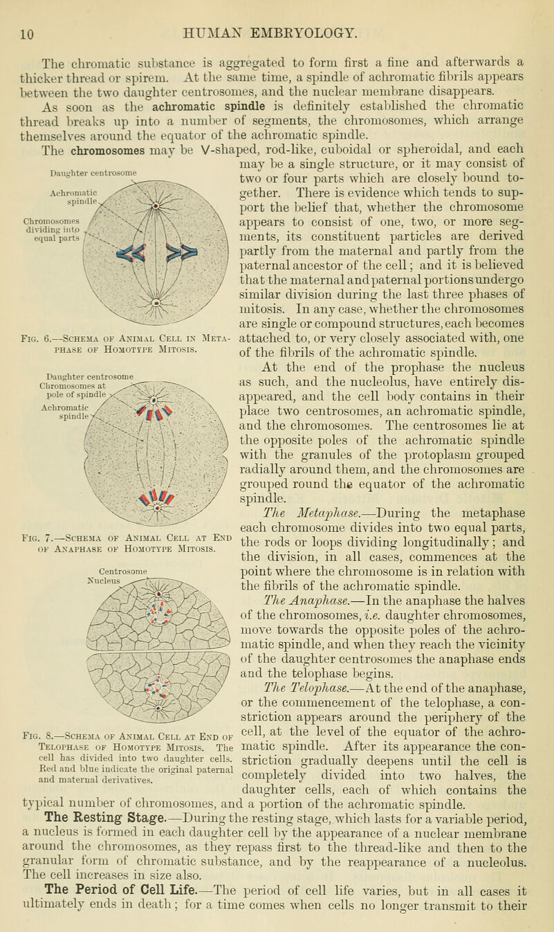 Daughter eentrosome Fig. 6.—Schema of Animal Cell in Meta- phase of homotjpe mltosis. Daughter eentrosome Chromosomes at pole of spindle Achromatic spindle The chromatic suhstance is aggregated to form first a fine and afterwards a thicker thread or spirem. At the same time, a spindle of achromatic fibrils appears between the two daughter centrosorues, and the nuclear membrane disappears. As soon as the achromatic spindle is definitely established the chromatic thread breaks up into a number of segments, the chromosomes, which arrange themselves around the equator of the achromatic spindle. The chromosomes may be V-shaped, rod-like, cuboidal or spheroidal, and each may be a single structure, or it may consist of two or four parts which are closely bound to- gether. There is evidence which tends to sup- port the belief that, whether the chromosome appears to consist of one, two, or more seg- ments, its constituent particles are derived partly from the maternal and partly from the paternal ancestor of the cell; and it is believed that the maternal and paternal portions undergo similar division during the last three phases of mitosis. In any case, whether the chromosomes are single or compound structures, each becomes attached to, or very closely associated with, one of the fibrils of the achromatic spindle. At the end of the prophase the nucleus as such, and the nucleolus, have entirely dis- appeared, and the cell body contains in their place two centrosomes, an achromatic spindle, and the chromosomes. The centrosomes lie at the opposite poles of the achromatic spindle with the granules of the protoplasm grouped radially around them, and the chromosomes are grouped round the equator of the achromatic spindle. The Metaplia.se.—During the metaphase each chromosome divides into two equal parts, the rods or loops dividing longitudinally; and the division, in all cases, commences at the point where the chromosome is in relation with the fibrils of the achromatic spindle. The Anaphase.—In the anaphase the halves of the chromosomes, i.e. daughter chromosomes, move towards the opposite poles of the achro- matic spindle, and when they reach the vicinity of the daughter centrosomes the anaphase ends and the telophase begins. The Telophase.—At the end of the anaphase, or the commencement of the telophase, a con- striction appears around the periphery of the Fig. 8,-Schema of animal Cell at End of cell,_ at the level of the equator of the achro- Telophase of Homotype Mitosis. The matic spindle. After its appearance the con- ceii has divided into two daughter cells, striction gradually deepens until the cell is Red and blue indicate the original paternal i ±. i j- -j j • . it ,i and maternal derivatives. completely divided into two halves, the daughter cells, each of which contains the typical number of chromosomes, and a portion of the achromatic spindle. The Resting1 Stage.—During the resting stage, which lasts for a variable period, a nucleus is formed in each daughter cell by the appearance of a nuclear membrane around the chromosomes, as they repass first to the thread-like and then to the granular form of chromatic substance, and by the reappearance of a nucleolus. The cell increases in size also. The Period of Cell Life.—The period of cell life varies, but in all cases it ultimately ends in death; for a time comes when cells no longer transmit to their Fig. 7.—Schema of Animal Cell at End of Anaphase of Homotype Mitosis. Centrosome Nucleus