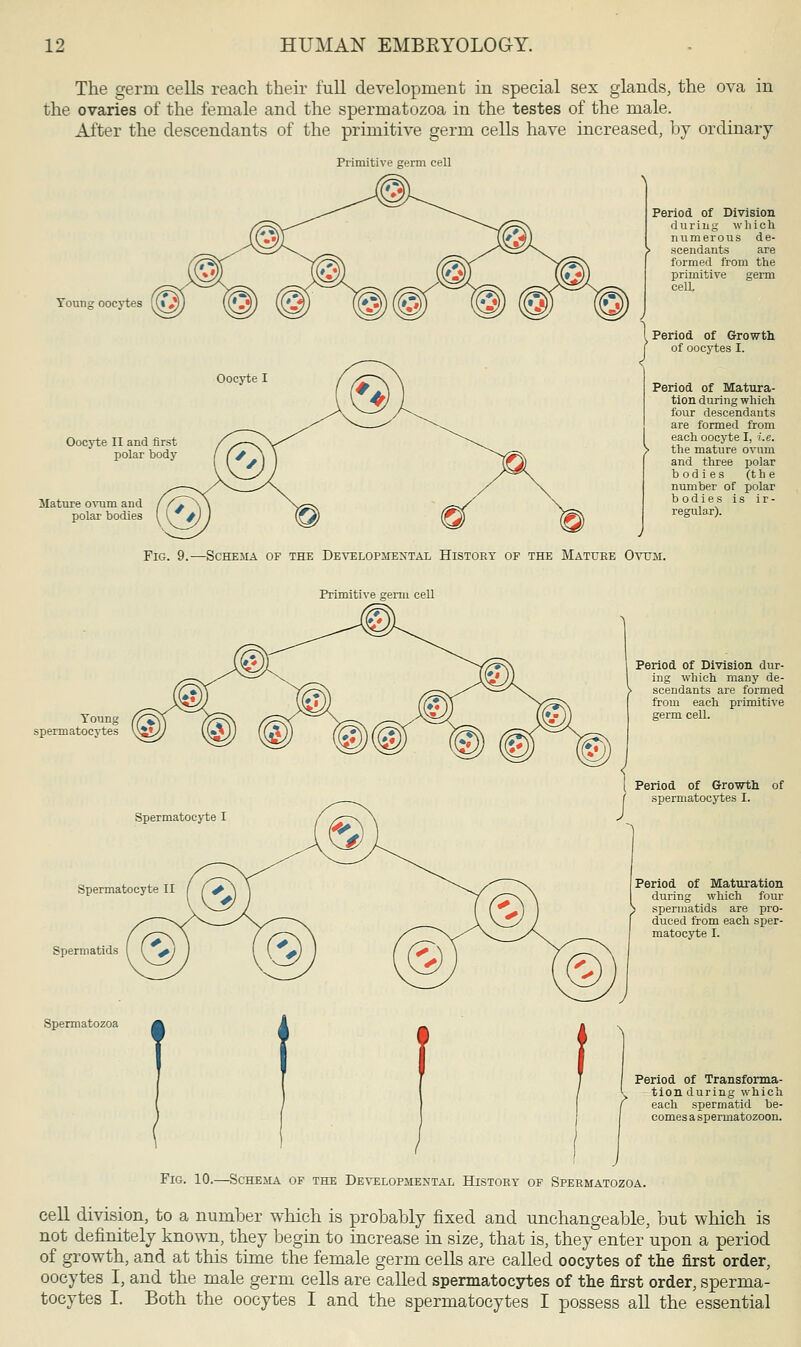 The germ cells reach their full development in special sex glands, the ova in the ovaries of the female and the spermatozoa in the testes of the male. After the descendants of the primitive germ cells have increased, by ordinary Primitive germ cell Young oocytes Oocyte II and first polar body Mature ovum and polar bodies Period of Division during which numerous de- scendants are formed from the primitive germ cell. Period of Growth of oocytes I. Period of Matura- tion during which four descendants are formed from each oocyte I, i.e. the mature ovum and three polar bodies (the number of polar b odies is ir- regular). Fig. 9.—Schema of the Developmental History of the Mature Ovum. Primitive germ cell Young spermatocytes \VJ Spermatocyte II Spermatids Spermatozoa Period of Division dur- ing which many de- scendants are formed from each primitive germ cell. Period of Growth of spermatocytes I. Period of Maturation during which four spermatids are pro- duced from each sper- matocyte I. Period of Transforma- tion during which each spermatid be- comes a spermatozoon. Schema of the Developmental History of Spermatozoa. cell division, to a number which is probably fixed and unchangeable, but which is not definitely known, they begin to increase in size, that is, they enter upon a period of growth, and at this time the female germ cells are called oocytes of the first order, oocytes I, and the male germ cells are called spermatocytes of the first order, sperma- tocytes I. Both the oocytes I and the spermatocytes I possess all the essential