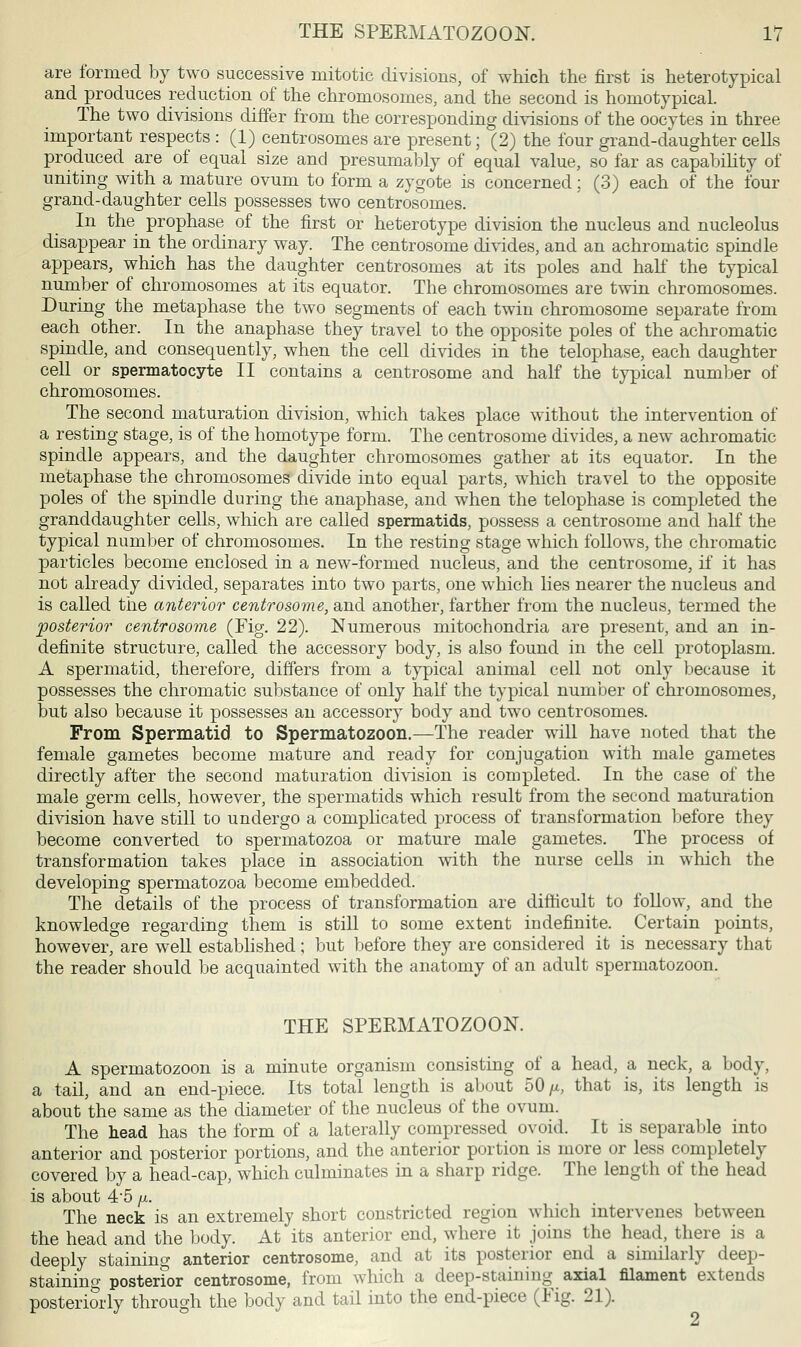 are formed by two successive mitotic divisions, of which the first is heterotypical and produces reduction of the chromosomes, and the second is homotypical. The two divisions differ from the corresponding divisions of the oocytes in three important respects : (1) centrosomes are present; (2) the four grand-daughter cells produced are of equal size and presumably of equal value, so far as capability of uniting with a mature ovum to form a zygote is concerned; (3) each of the four grand-daughter cells possesses two centrosomes. In the prophase of the first or heterotype division the nucleus and nucleolus disappear in the ordinary way. The centrosome divides, and an achromatic spindle appears, which has the daughter centrosomes at its poles and half the typical number of chromosomes at its equator. The chromosomes are twin chromosomes. During the metaphase the two segments of each twin chromosome separate from each other. In the anaphase they travel to the opposite poles of the achromatic spindle, and consequently, when the cell divides in the telophase, each daughter cell or spermatocyte II contains a centrosome and half the typical number of chromosomes. The second maturation division, which takes place without the intervention of a resting stage, is of the homotype form. The centrosome divides, a new achromatic spindle appears, and the daughter chromosomes gather at its equator. In the metaphase the chromosomes divide into equal parts, which travel to the opposite poles of the spindle during the anaphase, and when the telophase is completed the granddaughter cells, which are called spermatids, possess a centrosome and half the typical number of chromosomes. In the resting stage which follows, the chromatic particles become enclosed in a new-formed nucleus, and the centrosome, if it has not already divided, separates into two parts, one which lies nearer the nucleus and is called the anterior centrosome, and another, farther from the nucleus, termed the posterior centrosome (Fig. 22). Numerous mitochondria are present, and an in- definite structure, called the accessory body, is also found in the cell protoplasm. A spermatid, therefore, differs from a typical animal cell not only because it possesses the chromatic substance of only half the typical number of chromosomes, but also because it possesses an accessory body and two centrosomes. From Spermatid to Spermatozoon.—The reader will have noted that the female gametes become mature and ready for conjugation with male gametes directly after the second maturation division is completed. In the case of the male germ cells, however, the spermatids which result from the second maturation division have still to undergo a complicated process of transformation before they become converted to spermatozoa or mature male gametes. The process of transformation takes place in association with the nurse cells in which the developing spermatozoa become embedded. The details of the process of transformation are difficult to follow, and the knowledge regarding them is still to some extent indefinite. Certain points, however, are well established; but before they are considered it is necessary that the reader should be acquainted with the anatomy of an adult spermatozoon. THE SPERMATOZOON. A spermatozoon is a minute organism consisting of a head, a neck, a body, a tail, and an end-piece. Its total length is about 50 /*, that is, its length is about the same as the diameter of the nucleus of the ovum. The head has the form of a laterally compressed ovoid. It is separable into anterior and posterior portions, and the anterior portion is more or less completely covered by a head-cap, which culminates in a sharp ridge. The length of the head is about 4-5 jx. The neck is an extremely short constricted region which intervenes between the head and the body. At its anterior end, where it joins the head, there is a deeply staining anterior centrosome, and at its posterior end a similarly deep- staining posterior centrosome, from which a deep-staining axial filament extends posteriorly through the body and tail into the end-piece (Fig. 21). A