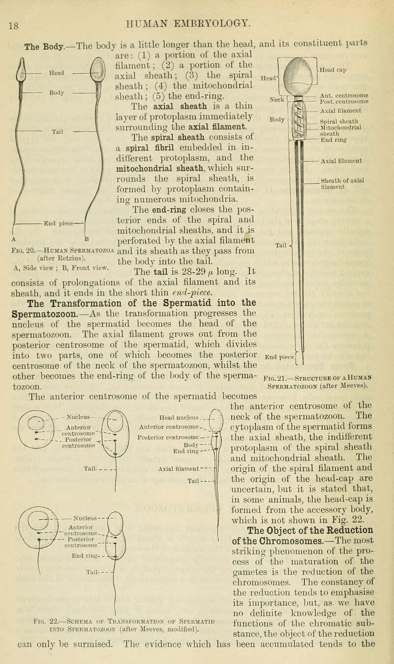 The Body.- Head Body Tail Body rl End piece 1 I Head cap Ant. centrosome Post, centrosome ■ Axial filament . Spiral sheath . Mitochondrial sheath End ring Axial filament . Sheath of axial filament -The body is a little longer than the head, and its constituent parts are: (1) a portion of the axial filament; (2) a portion of the axial sheath; (3) the spiral sheath; (4) the mitochondrial sheath ; (5) the end-ring. The axial sheath is a thin layer of protoplasm immediately surrounding the axial filament. The spiral sheath consists of a spiral fibril embedded in in- different protoplasm, and the mitochondrial sheath, which sur- rounds the spiral sheath, is formed by protoplasm contain- ing numerous mitochondria. The end-ring closes the pos- terior ends of the spiral and mitochondrial sheaths, and it is perforated by the axial filament Fig. 20.—Human Spermatozoa anc[ its sheath as they pass from (after Eetzius). the j- ^ the tail A, Side view ; B, Front view. ^ ^ ^ ^^ ^ lmg Jt consists of prolongations of the axial filament and its sheath, and it ends in the short thin end-piece. The Transformation of the Spermatid into the Spermatozoon.—As the transformation progresses the nucleus of the spermatid becomes the head of the spermatozoon. The axial filament grows out from the posterior centrosome of the spermatid, which divides into two parts, one of which becomes the posterior centrosome of the neck of the spermatozoon, whilst the other becomes the end-ring of the body of the sperma- tozoon. The anterior centrosome of the spermatid becomes the anterior End piece Fig. 21.—Structure of a Human Spermatozoon (after Meeves). _ - Nucleus - Anterior centrosome -_ Posterior centrosome Head nucleus .. Anterior centrosome^. Posterior centrosome — - J Body - End ring - Axial filament ■ Tail- Anterior centrosome- - Posterior centrosome End ring- Can only be surmised. centrosome of the neck of the spermatozoon. The cytoplasm of the spermatid forms the axial sheath, the indifferent protoplasm of the spiral sheath and mitochondrial sheath. The origin of the spiral filament and the origin of the head-cap are uncertain, but it is stated that, in some animals, the head-cap is formed from the accessory body, which is not shown in Fig. 22. The Object of the Reduction of the Chromosomes.—The most striking phenomenon of the pro- cess of the maturation of the gametes is the reduction of the chromosomes. The constancy of the reduction tends to emphasise its importance, but, as we have no definite knowledge of the functions of the chromatic sub- stance, the object of the reduction The evidence which has been accumulated tends to the Fig. 22.—Schema of Transformation of Spermatid into Spermatozoon (after Meeves, modified).