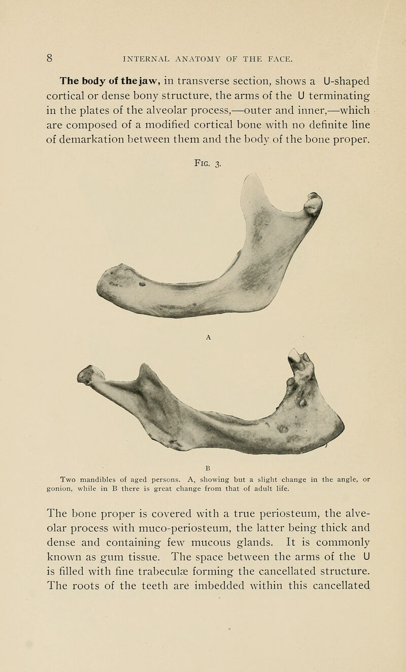 The body of the jaw, in transverse section, shows a U-shaped cortical or dense bony structure, the arms of the U terminating in tlie plates of the alveolar process,—outer and inner,—which are composed of a modified cortical bone with no definite line of demarkation between them and the body of the bone proper. Fig. 3. Two mandibles of aged persons. A, showing but a slight change in the angle, or gonion, while in B there is great change from that of adult life. The bone proper is covered with a true periosteum, the alve- olar process with muco-periosteum, the latter being thick and dense and containing few mucous glands. It is commonly known as gum tissue. The space between the arms of the U is filled with fine trabecule forming the cancellated structure. The roots of the teeth are imbedded within this cancellated