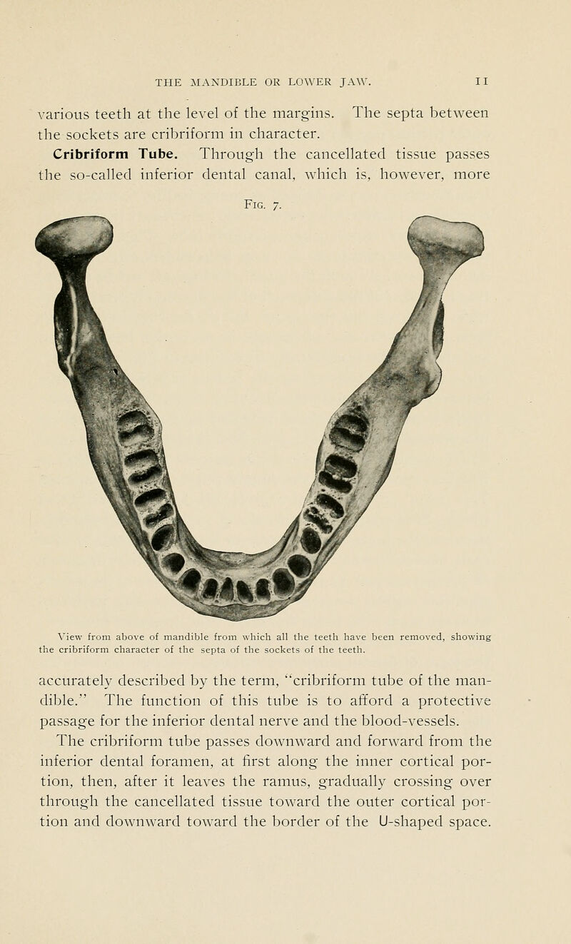 various teeth at the level of the margins. The septa between the sockets are cribriform in character. Cribriform Tube. Through the cancellated tissue passes the so-called inferior dental canal, which is, however, more Fig. 7. View from above of mandible from which all the teeth have been removed, showing the cribriform character of the septa of the sockets of the teeth. accurately described by the term, cribriform tube of the man- dible. The function of this tube is to afford a protective passage for the inferior dental nerve and the blood-vessels. The cribriform tube passes downward and forward from the inferior dental foramen, at first along the inner cortical por- tion, then, after it leaves the ramus, gradually crossing over through the cancellated tissue toward the outer cortical por- tion and downward toward the border of the U-shaped space.