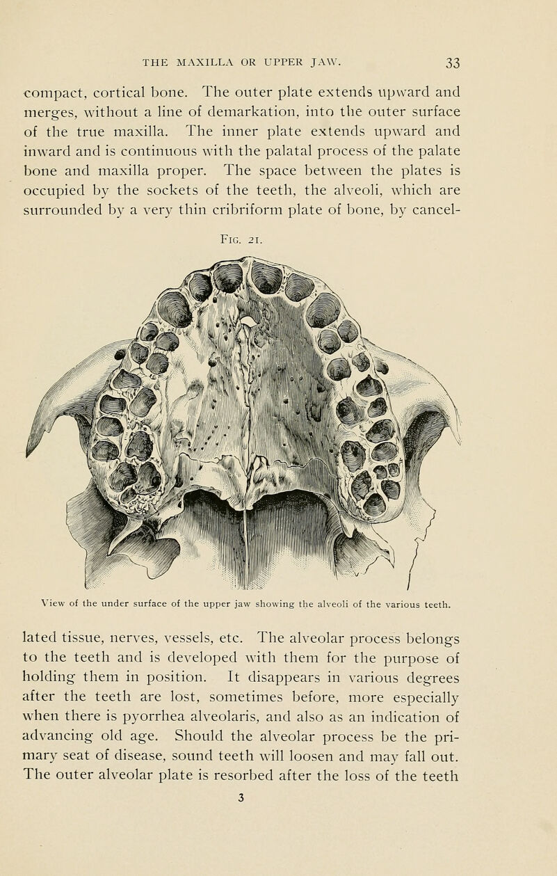 compact, cortical bone. The outer plate extends upward and merges, without a line of demarkation, into the outer surface of the true maxilla. The inner plate extends upward and inward and is continuous with the palatal process of the palate bone and maxilla proper. The space between the plates is occupied by the sockets of the teeth, the alveoli, which are surrounded by a very thin cribriform plate of bone, by cancel- Fig. 21. View of the under surface of the upper jaw showing the alveoli of the various teeth. lated tissue, nerves, vessels, etc. The alveolar process belongs to the teeth and is developed with them for the purpose of holding them in position. It disappears in various degrees after the teeth are lost, sometimes before, more especially when there is pyorrhea alveolaris, and also as an indication of advancing old age. Should the alveolar process be the pri- mary seat of disease, sound teeth will loosen and may fall out. The outer alveolar plate is resorbed after the loss of the teeth 3