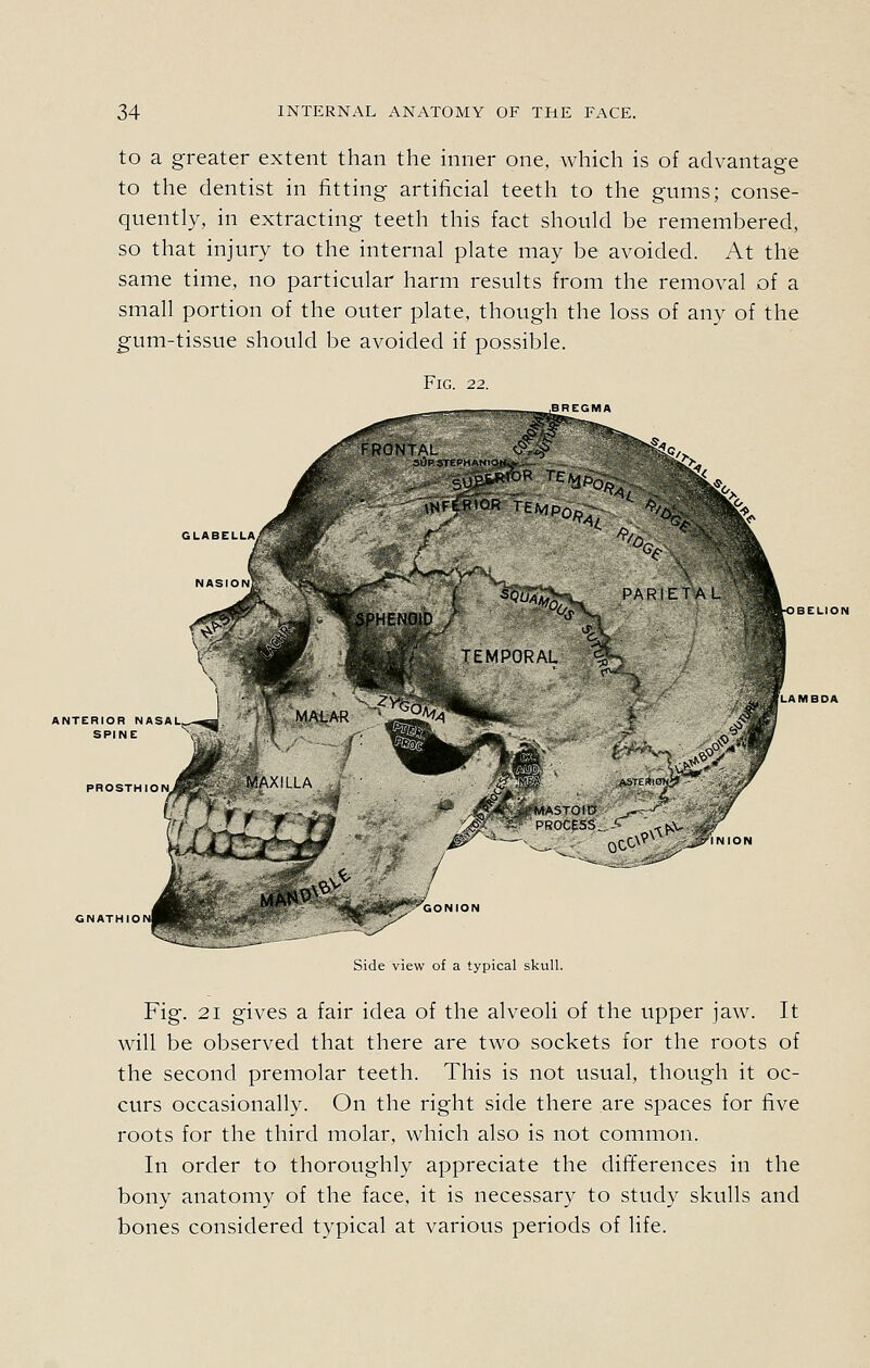 to a greater extent than the inner one, which is of advantage to the dentist in fitting artificial teeth to the gums; conse- quently, in extracting teeth this fact should be remembered, so that injury to the internal plate may be avoided. At the same time, no particular harm results from the removal of a small portion of the outer plate, though the loss of any of the gum-tissue should be avoided if possible. Fig. 22. GLABELLA ANTERIOR NASAL^ , SPINE \--- PROSTHION. GNATHION J^ja'MASTOID '''llONION Side view of a typical skull. Fig. 21 gives a fair idea of the alveoli of the upper jaw. It will be observed that there are two sockets for the roots of the second premolar teeth. This is not usual, though it oc- curs occasionally. On the right side there are spaces for five roots for the third molar, which also is not common. In order to thoroughly appreciate the differences in the bony anatomy of the face, it is necessary to study skulls and bones considered typical at various periods of life.