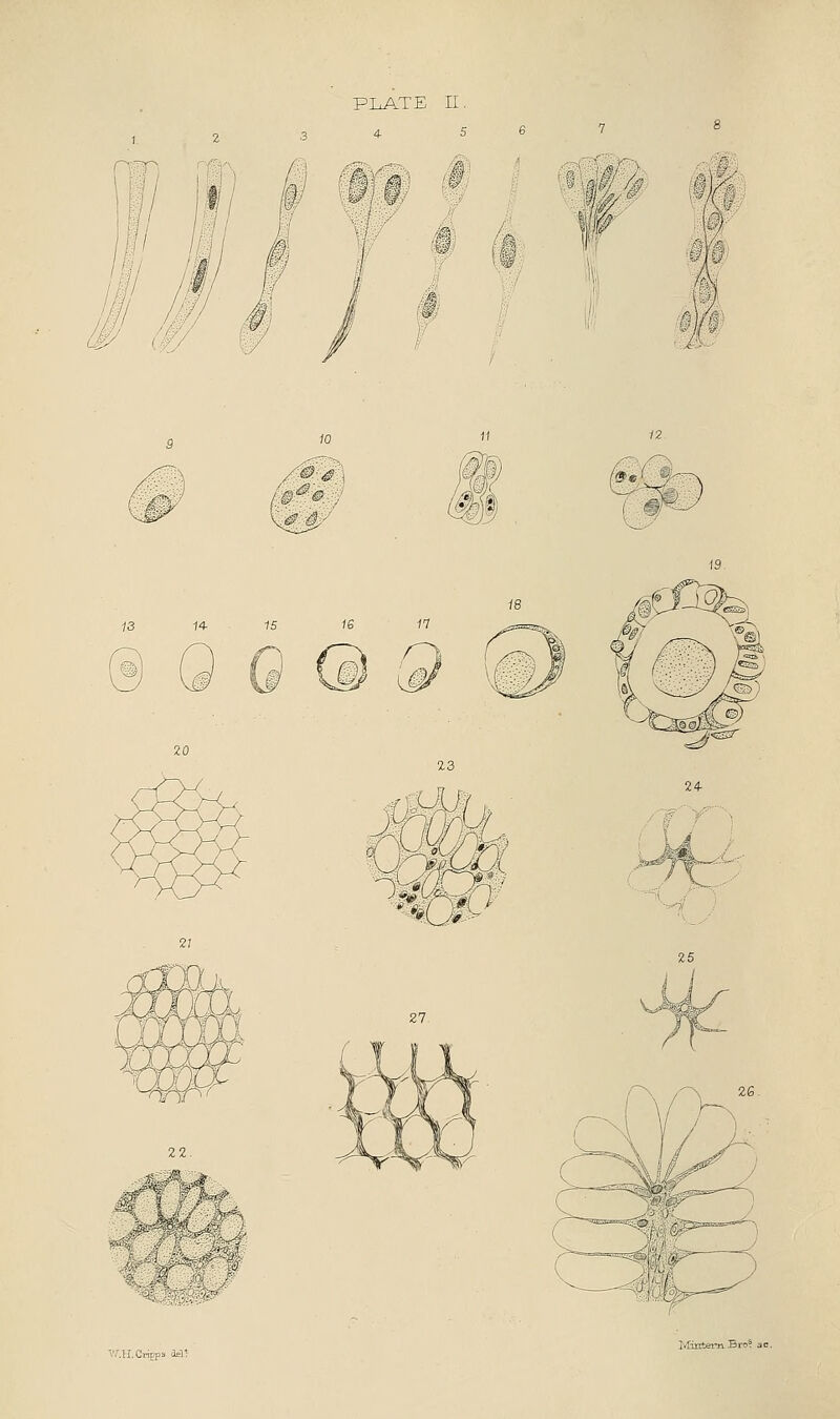 r' V i ilj I ;h 22. fit 5 ' ^ 13 14- 15 ie n 2.3 ?4U ^mND /X^ V/.H.Cripps M*