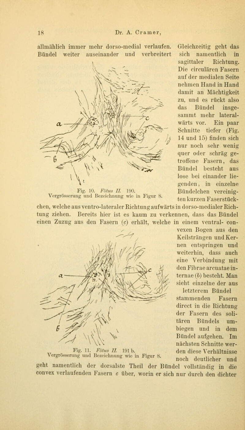 allmählich immer mehr dorso-medial verlaufen. Bündel weiter auseinander und verbreitert Fig. 10. Fötus IL 190. Vergrösserung und Bezeichnung wie in Figur 8. Gleichzeitig geht das sich namentlich in sagittaler Richtung. Die circulären Fasern auf der medialen Seite nehmen Hand in Hand damit an Mächtigkeit zu, und es rückt also das Bündel insge- sammt mehr lateral- wärts vor. Ein paar Schnitte tiefer (Fig. 14 und 15) finden sich nur noch sehr wenig quer oder schräg ge- troffene Fasern, das Bündel besteht aus lose bei einander lie- genden , in einzelne Bündelchen vereinig- ten kurzen Faserstück- chen, welche aus ventro-lateraler Richtung aufwärts in dorso-medialer Rich- tung ziehen. Bereits hier ist es kaum zu verkennen, dass das Bündel einen Zuzug aus den Fasern (c) erhält, welche in einem ventral- con- vexen Bogen aus den Keilsträngen und Ker- nen entspringen und weiterhin, dass auch eine Verbindung mit den Fibrae arcuatae in- ternae (&) besteht. Man sieht einzelne der aus letzterem Bündel stammenden Fasern direct in die Richtung der Fasern des soli- tären Bündels um- biegen und in dem Bündel aufgehen. Im nächsten Schnitte wer- den diese Verhältnisse noch deutlicher und geht namentlich der dorsalste Theil der Bündel vollständig in die convex verlaufenden Fasern c über, worin er sich nur durch den dichter Fig. 11. Fötus IL 191b. Vergrösserung imd Bezeichnung wie in Figur 8.