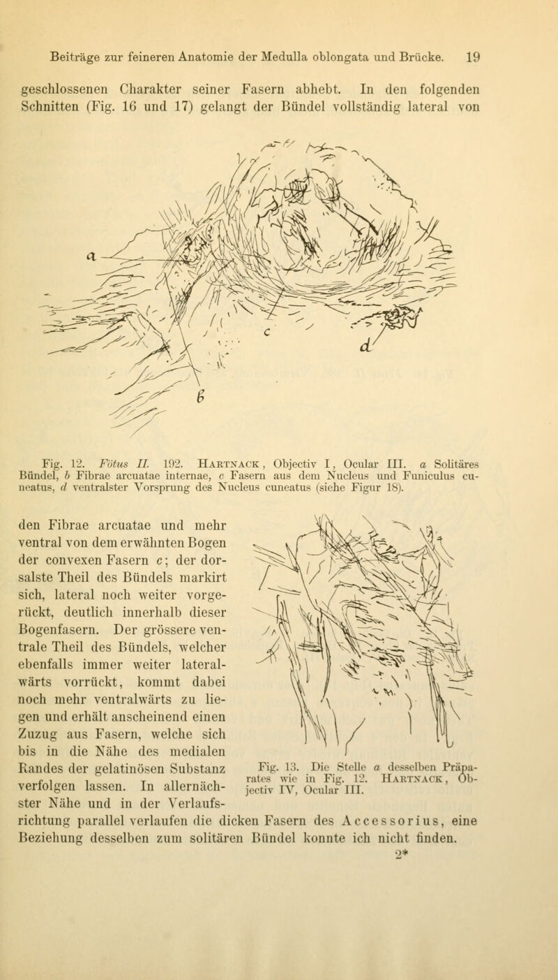 geschlossenen Charakter seiner Fasern abhebt. In den folgenden Schnitten (Fig. 16 und 17) gelangt der Bündel vollständig lateral von Fig. 12. Fötus IL 192. Hartnack , Objectiv I, Ociüar III. a Soütäres Bündel, h Fibrae arcuatae internae, c Fasern aus dem Nucleus und Fimiculus cu- neatus, d ventralster Vorsprung des Nucleus cuneatus (siehe Figur 18). den Fibrae arcuatae und mehr ventral von dem erwähnten Bogen der convexen Fasern c; der dor- salste Theil des Bündels markirt sich, lateral noch weiter vorge- rückt, deutlich innerhalb dieser Bogenfasern. Der grössere ven- trale Theil des Bündels, welcher ebenfalls immer weiter lateral- wärts vorrückt, kommt dabei noch mehr ventralwärts zu lie- gen und erhält anscheinend einen Zuzug aus Fasern, welche sich bis in die Nähe des medialen Randes der gelatinösen Substanz verfolgen lassen. In allernäch- ster Nähe und in der Verlaufs- richtung parallel verlaufen die dicken Fasern des Accessorius, eine Beziehung desselben zum solitären Bündel konnte ich nicht finden. «)♦ Fig. 13. Die Stelle a desselben Präpa- rates wie in Fig. 12. Hartnack , Ob- jectiv IV, Ocular III.