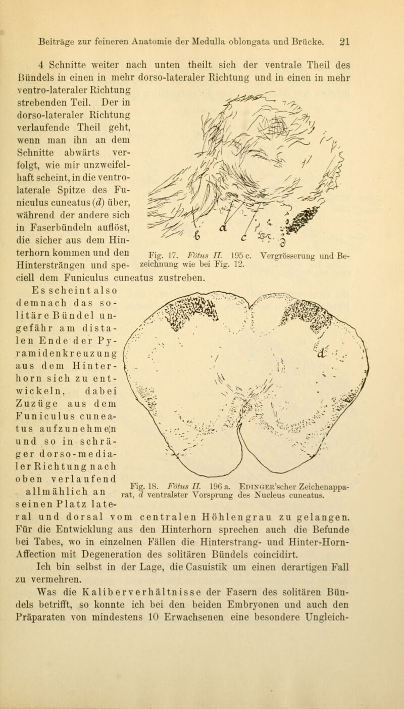 Fig. 17. Fötus IL 195 c. Vergrösserung imd Be- zeiclmung wie bei Fig. 12. 4 Schnitte weiter nach unten theilt sich der ventrale Theil des Bündels in einen in mehr dorso-lateraler Richtung und in einen in mehr ventro-lateraler Richtung strebenden Teil. Der in dorso-lateraler Richtung verlaufende Theil geht, wenn man ihn an dem Schnitte abwärts ver- folgt, wie mir unzweifel- haft scheint, in die ventro- laterale Spitze des Fu- niculus cuneatus (d) über, während der andere sich in Faserbündeln auflöst, die sicher aus dem Hin- terhorn kommen und den Hintersträngen und spe- ciell dem Funiculus cuneatus zustreben. Es scheint also demnach das so- ll t ä r e B ü n d e 1 un- gefähr am dista- len Ende der Py- ramide n k r e u z u n g aus dem Hinter- horn sich zu ent- wickeln, dabei Zuzüge aus dem Funiculus cunea- tus aufzunehme;n und so in schrä- ger dorso-me dia- lerRichtung nach oben verlaufend allmählich an seinen Platz late- ral und dorsal vom centralen Höhlengrau zu gelangen. F'ür die Entwicklung aus den Hinterhorn sprechen auch die Befunde bei Tabes, wo in einzelnen Fällen die Hinterstrang- und Hinter-Horn- Affection mit Degeneration des solitären Bündels coincidirt. Ich bin selbst in der Lage, die Casuistik um einen derartigen Fall zu vermehren. Was die Kaliberverhältnisse der Fasern des solitären Bün- dels betrifft, so konnte ich bei den beiden Embryonen und auch den Präparaten von mindestens 10 Erwachsenen eine besondere Ungleich- Fig. 18. Fötus IT. 196 a. EDiXGER'scher Zeichenappa- rat, a ventralster Vorsprung des Nucleus cuneatus.