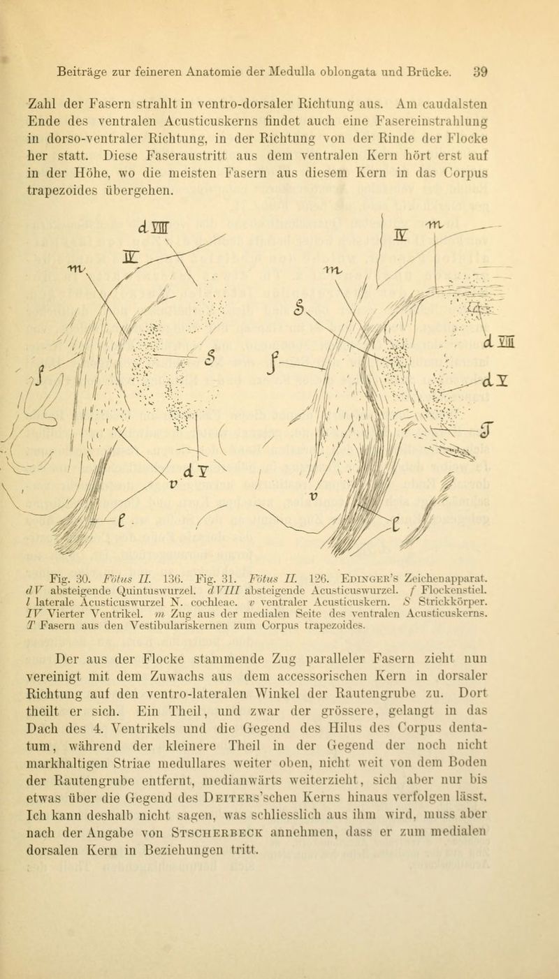 Zahl der Fasern strahlt in ventro-dorsaler Richtung aus. Am caudalsten Ende des ventralen Acusticuskerns findet auch eine Fasereinstrahlung in dorso-ventraler Richtung, in der Richtung von der Rinde der Flocke her statt. Diese Faseraustritt aus dem ventralen Kern hört erst auf in der Höhe, wo die meisten Fasern aus diesem Kern in das Corpus trapezoides übergehen. dm dm Fig. 30. Föf/is IL 13(3. Fig. 31. Fötus IL 126. Edinger's Zeichenapparat. (IV absteigende Quintuswurzel. c/TY//absteigende Acusticniswurzel. / Flookenstiel. / laterale Acusticuswurzel N. Cochleae, v ventraler Acusticuskern. ^' Strickkörper. IV Vierter Ventrikel, »i. Zug au;< der medialen Seite des ventralen Acusticuskerns. T Fasern aus den Vestibulariskernen zum Corpus trapezoides. Der aus der Flocke stammende Zug paralleler Fasern zieht nun vereinigt mit dem Zuwachs aus dem accessorischen Kern in dorsaler Richtung auf den ventro-lateralen Winkel der Rautengrube zu. Dort theilt er sich. Ein Theil, und zwar der grössere, gelangt in das Dach des 4. Ventrikels und die Gegend des Hilus des Corpus denta- tum, während der kleinere Theil in der Gegend der noch nicht markhaltigen Striae medulläres weiter oben, nicht weit von dem Boden der Rautengrube entfernt, mcdianwärts weiterzieht, sich aber nur bis etwas über die Gegend des DEiTERs'schen Kerns hinaus verfolgen lässt. Ich kann deshalb nicht sagen, was schliesslich aus ihm wird, muss aber nach der Angabe von Stsciierbeck annehmen, dass er zum medialen dorsalen Kern in Beziehungen tritt.