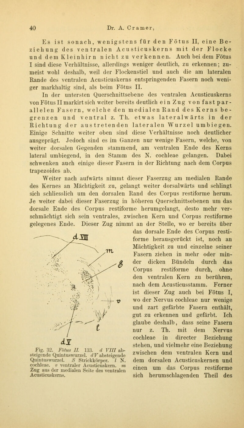 Es ist sonach, wenigstens für den Fötus II, eine Be- ziehung des ventralen Acu sticuskern s mit der Flocke und dem Kleinhir n n icht zu verkennen. Auch bei dem Fötus I sind diese Verhältnisse, allerdings weniger deutlich, zu erkennen; zu- meist wohl deshalb, weil der Flockenstiel und auch die am lateralen Rande des ventralen Acusticuskerns entspringenden Fasern noch weni- ger markhaltig sind, als beim Fötus II. In der untersten Querschnittsebene des ventralen Acusticuskerns von Fötus II markirt sich weiter bereits deutlich ein Zug von fastpar- allelen Fasern, welche den medialen Rand des Kerns be- grenzen und ventral z. Th. etwas lateralwärts in der Richtung der austretenden lateralen Wurzel umbiegen. Einige Schnitte weiter oben sind diese Verhältnisse noch deutlicher ausgeprägt. Jedoch sind es im Ganzen nur wenige Fasern, welche, von weiter dorsalen Gegenden stammend, am ventralen Ende des Kerns lateral umbiegend, in den Stamm des N. Cochleae gelangen. Dabei schwenken auch einige dieser Fasern in der Richtung nach dem Corpus trapezoides ab. Weiter nach aufwärts nimmt dieser Faserzug am medialen Rande des Kernes an Mächtigkeit zu, gelangt weiter dorsalwärts und schlingt sich schliesslich um den dorsalen Rand des Corpus restiforme herum. Je weiter dabei dieser Faserzug in höheren Querschnittsebenen um das dorsale Ende des Corpus restiforme herumgelangt, desto mehr ver- schmächtigt sich sein ventrales, zwischen Kern und Corpus restiforme gelegenes Ende. Dieser Zug nimmt an der Stelle, wo er bereits über das dorsale Ende des Corpus resti- dM Fig. 32. Fötus IL 133. d VIII ab- steigende Quintuswurzel. rf F absteigende Quintuswurzel. S Strickkörper, l N. cocMeae. v ventraler Aeusticuskem. m Zug aus der medialen Seite des ventralen Acusticuskerns. forme herausgerückt ist, noch an Mächtigkeit zu und einzelne seiner Fasern ziehen in mehr oder min- der dicken Bündeln durch das Corpus restiforme durch, ohne den ventralen Kern zu berühren, nach dem Acusticusstamm. Ferner ist dieser Zug auch bei Fötus I, wo der Nervus Cochleae nur v^enige und zart gefärbte Fasern enthält, gut zu erkennen und gefärbt. Ich glaube deshalb, dass seine Fasern nur z. Th. mit dem Nervus Cochleae in directer Beziehung stehen, und vielmehr eine Beziehung zwischen dem ventralen Kern und dem dorsalen Acusticuskernen und einen um das Corpus restiforme sich herumschlagenden Theil des