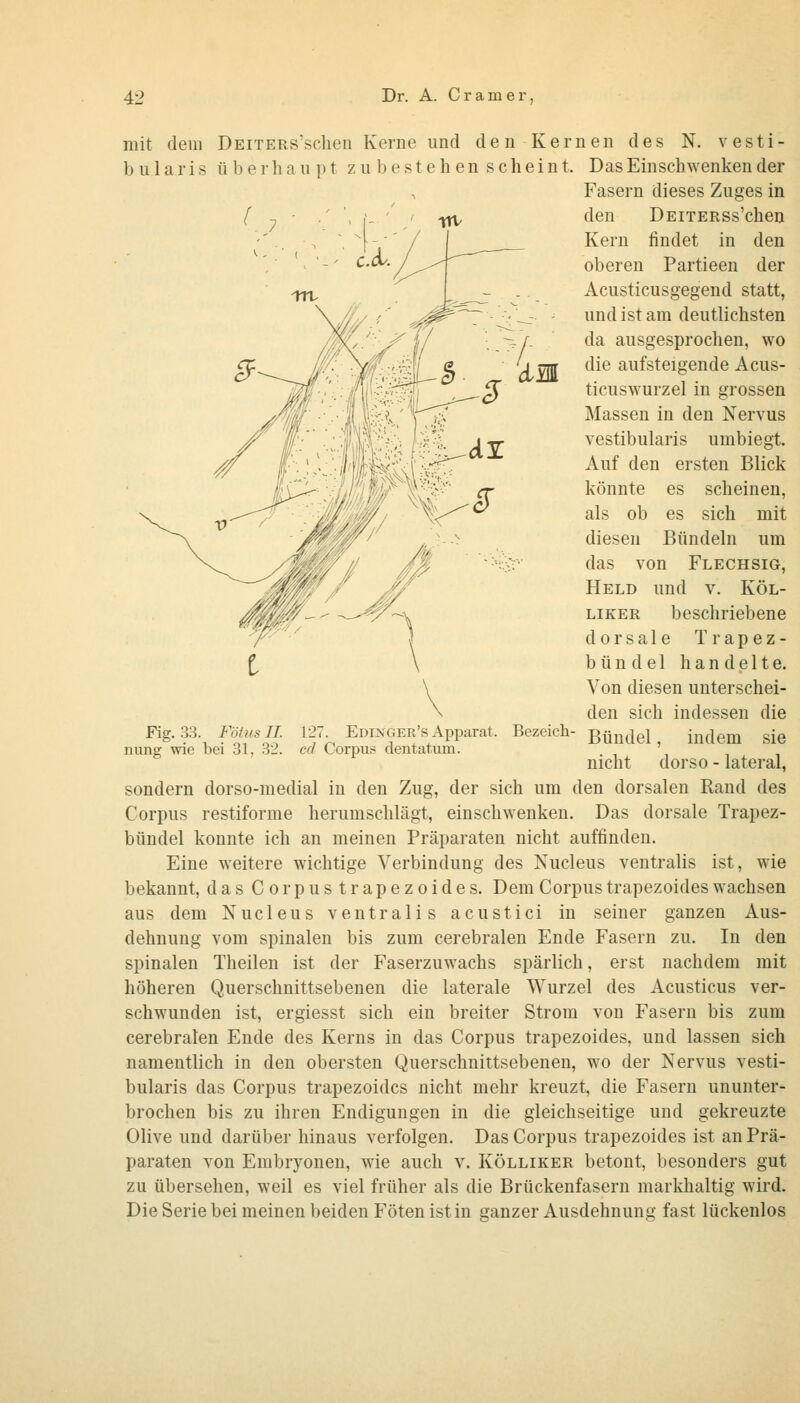 mit dem DEiTERs'sclien Kerne und denKernen des N. vesti- bularis überhaupt zu bestehenscheint. Das Einschwenken der Fasern dieses Zuges in den DEiTERSs'chen Kern findet in den oberen Partieen der Acusticusgegend statt, und ist am deutlichsten da ausgesprochen, wo die aufsteigende Acus- ticuswurzel in grossen Massen in den Nervus vestibularis umbiegt. Auf den ersten Blick könnte es scheinen, als ob es sich mit diesen Bündeln um das von Flechsig, Held und v. Köl- LiKER beschriebene dorsale Trapez- bündel handelte. Von diesen unterschei- den sich indessen die Bündel, indem sie nicht dorso - lateral, sondern dorso-medial in den Zug, der sich um den dorsalen Rand des Corpus restiforme herumschlägt, einschwenken. Das dorsale Trapez- bündel konnte ich an meinen Präparaten nicht auffinden. Eine weitere wichtige Verbindung des Nucleus ventralis ist, wie bekannt, das Corpustrapezoides. Dem Corpus trapezoides wachsen aus dem Nucleus ventralis acustici in seiner ganzen Aus- dehnung vom spinalen bis zum cerebralen Ende Fasern zu. In den spinalen Theilen ist der Faserzuwachs spärlich, erst nachdem mit höheren Querschnittsebenen die laterale Wurzel des Acusticus ver- schwunden ist, ergiesst sich ein breiter Strom von Fasern bis zum cerebralen Ende des Kerns in das Corpus trapezoides, und lassen sich namentlich in den obersten Querschnittsebenen, wo der Nervus vesti- bularis das Corpus trapezoides nicht mehr kreuzt, die Fasern ununter- brochen bis zu ihren Endigungen in die gleichseitige und gekreuzte Olive und darüber hinaus verfolgen. Das Corpus trapezoides ist an Prä- paraten von Embryonen, wie auch v. Kölliker betont, besonders gut zu übersehen, weil es viel früher als die Brückenfasern markhaltig wird. Die Serie bei meinen beiden Föten ist in ganzer Ausdehnung fast lückenlos Fig. 33. Fötus IL niing vrie bei 31, 32. 127. Edixger's Apparat. cd Corpus dentatiun. Bezeich-