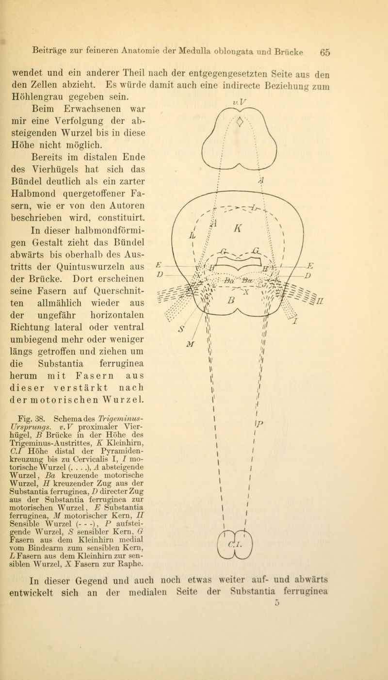 wendet und ein anderer Theil nach der entgegengesetzten Seite aus den den Zellen abzieht. Es würde damit auch eine indirecte Beziehung zum Höhlengrau gegeben sein. Beim Erwachsenen war mir eine Verfolgung der ab- steigenden Wurzel bis in diese Höhe nicht möglich. Bereits im distalen Ende des Vierhügels hat sich das Bündel deutlich als ein zarter Halbmond quergetoffener Fa- sern, wie er von den Autoren beschrieben wird, constituirt. In dieser halbmondförmi- gen Gestalt zieht das Bündel abwärts bis oberhalb des Aus- tritts der Quintuswurzeln aus der Brücke. Dort erscheinen seine Fasern auf Querschnit- ten allmählich wieder aus der ungefähr horizontalen Richtung lateral oder ventral umbiegend mehr oder weniger längs getroffen und ziehen um die Substantia ferruginea herum mit Fasern aus dieser verstärkt nach der motorischen Wurzel. Fig. 38. Schemades Trigemimis- Ursprungs. -v. V proximaler Vier- hügel, B Brücke in der Höhe des Trigeminus-Austrittes, K KlemMm, C.I Höhe distal der Pyramiden- kreuzimg bis zu Cen'icalis I, / mo- torische Wurzel (. . . .), Ä absteigende Wurzel, Ba kreuzende motorische Wurzel, H kreuzender Zug aus der Substantia ferruginea, D directer Zug aus der Substantia ferruginea zur motorischen Wurzel, E Substantia ferruginea, M motorischer Kern, II Sensiole Wurzel ( ), P aufstei- fende Wurzel, S sensibler Kern, G 'asern aus dem Kleinhirn medial vom Bindcarra zum sensiblen Kern, L Fasern aus dem Kleinhirn zur sen- siblen Wurzel, X Fasern zur Raphe. In dieser Gegend und auch noch etwas weiter auf- und abwärts entwickelt sich an der medialen Seite der Substantia ferruginea
