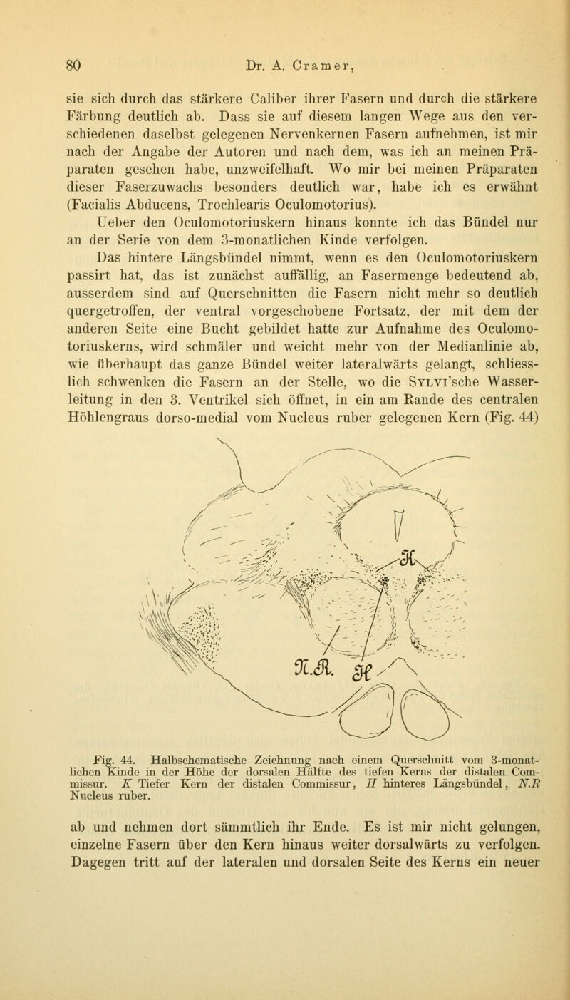 sie sich durch das stärkere Caliber ihrer Fasern und durch die stärkere Färbung deutlich ab. Dass sie auf diesem langen Wege aus den ver- schiedenen daselbst gelegenen Nervenkernen Fasern aufnehmen, ist mir nach der Angabe der Autoren und nach dem, was ich an meinen Prä- paraten gesehen habe, unzweifelhaft. Wo mir bei meinen Präparaten dieser Faserzuwachs besonders deutlich war, habe ich es erwähnt (Facialis Abducens, Trochlearis Oculomotorius). lieber den Oculomotoriuskern hinaus konnte ich das Bündel nur an der Serie von dem 3-monatlichen Kinde verfolgen. Das hintere Längsbündel nimmt, wenn es den Oculomotoriuskern passirt hat, das ist zunächst auffällig, an Fasermenge bedeutend ab, ausserdem sind auf Querschnitten die Fasern nicht mehr so deutlich quergetroffen, der ventral vorgeschobene Fortsatz, der mit dem der anderen Seite eine Bucht gebildet hatte zur Aufnahme des Oculomo- toriuskerns, wird schmäler und weicht mehr von der Medianlinie ab, wie überhaupt das ganze Bündel weiter lateralwärts gelangt, schliess- lich schwenken die Fasern an der Stelle, wo die SYLVi'sche Wasser- leitung in den 3. Ventrikel sich öffnet, in ein am Rande des centralen Höhlengraus dorso-medial vom Nucleus ruber gelegenen Kern (Fig. 44) Fig. 44. Halbschematische Zeichnung nach einem Querschnitt vom 3-monat- lichen Kinde in der Höhe der dorsalen Hälfte des tiefen Kerns der distalen Com- missur. K Tiefer Kern der distalen Commissur, H hinteres Längsbündel, N.R Nucleus ruber. ab und nehmen dort sämmtlich ihr Ende. Es ist mir nicht gelungen, einzelne Fasern über den Kern hinaus weiter dorsalwärts zu verfolgen. Dagegen tritt auf der lateralen und dorsalen Seite des Kerns ein neuer