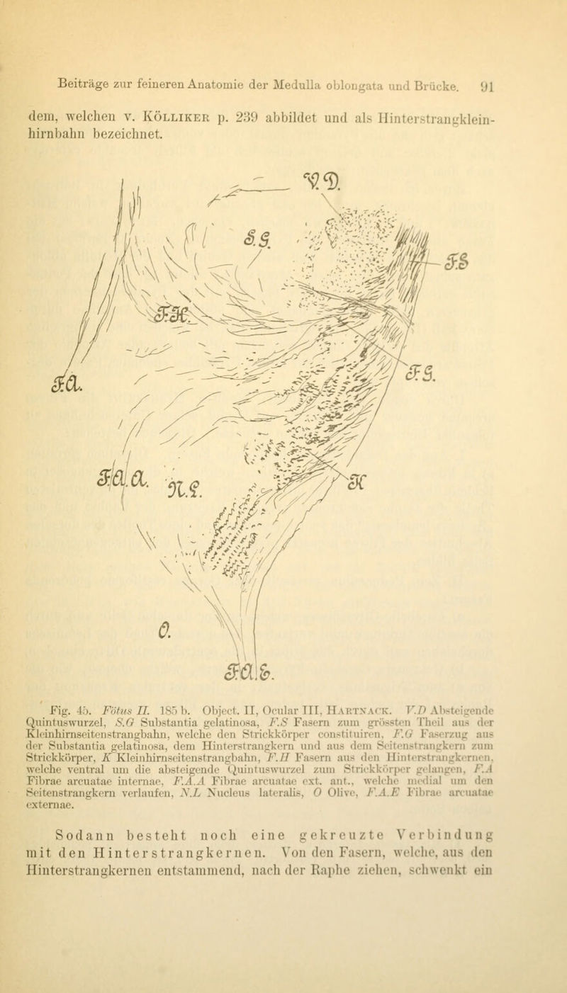 dem, welchen v. Kölliker p. 239 abbildet und als Hinterstrangklein- hirnbalin bezeichnet. 5f> •<^ ^ / X .&. Fig. 45. Fötus IL 185 b, Object. II, Ocular III, Hartxack. V.D Absteigende Quintuswurzel, S.O Substantia gelatlnosa, F.S Fasern ziun grösstcn Theil aus der Klcinhirnseitonstrangbahn, welche don Strickkörpor constiluircn, F.G Fa-^orzug aus der Substantia gelatinosa, dem Hinterstrangkorn inid aus dem Soitonstrangkern zum Strickkörper, K Kleinhirnscitenstrangbahn, F.II Fasern aus den Hintcrstnuigb^non. welche ventral um die absteigende Quintuswurzel zum Strickki^rper gtlangon, F.A Fibrae arcuatae internao, F.A.A Fibrae arcuatae ext. ant., welche mcflial um den Seitenstrangkern verlaufen, 2\.L Nucleus lateralis, 0 Olive, F.A.E Fibrae arcuatae exteniae. Sodann besteht noch eine gekreuzte Verbindung mit den H i n t e r s t r a n g k e r n e n. Von den Fasern, welche, aus den Hinterstrangkernen entstammend, nach der Raphe ziehen, schwenkt ein