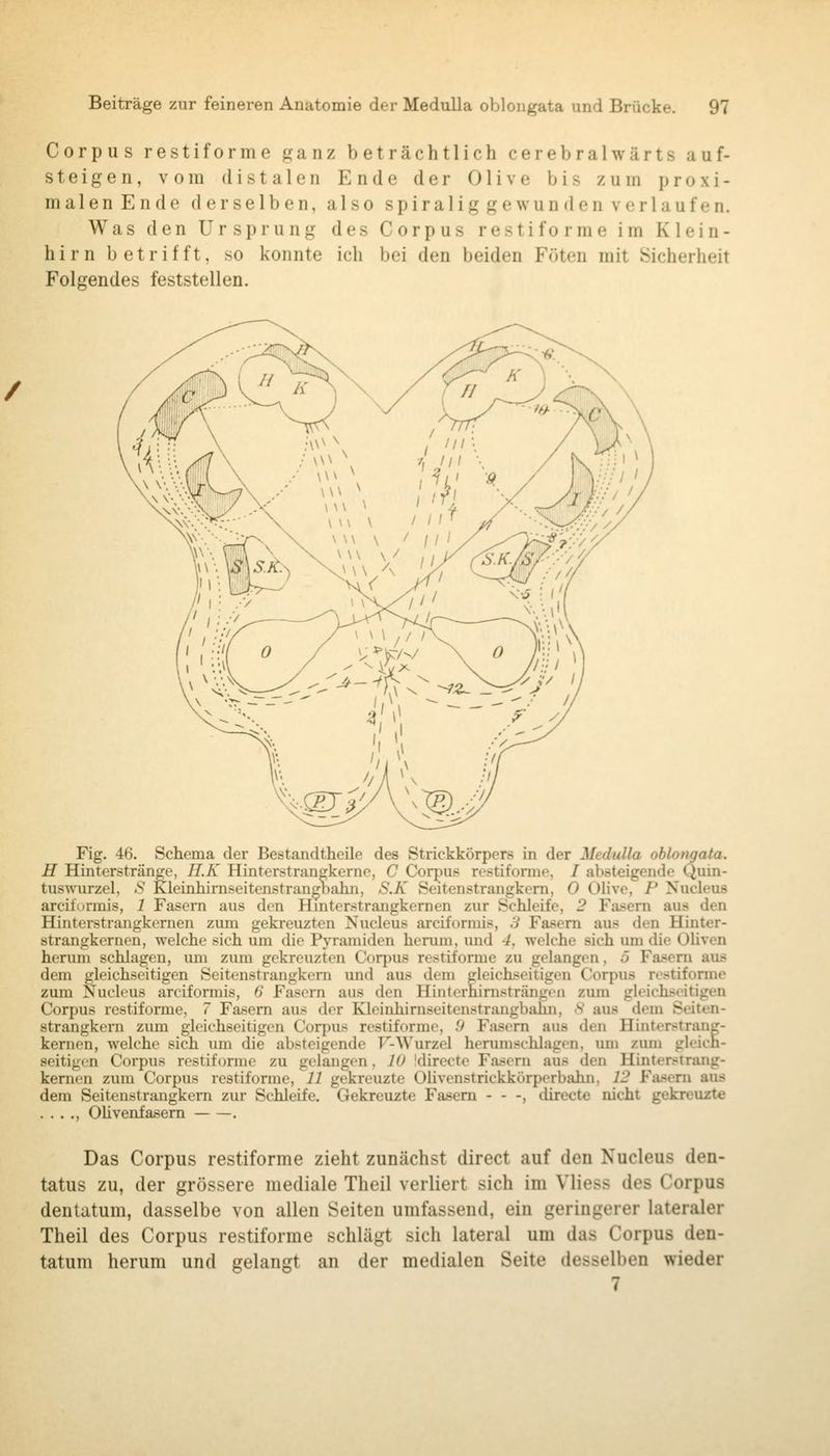 Corpus restiforme ganz beträchtlich cerebralwärts auf- steigen, vom distalen Ende der Olive bis zum proxi- malen Ende derselben, also spiraliggewunden verlaufen. Was den Ursprung des Corpus restiforme im Klein- hirn betrifft, so konnte ich bei den beiden Föten mit Sicherheit Folgendes feststellen. Fig. 46. Schema der Bestandtheile des Strickkörpers in der Medulla oblongata. H Hinterstränge, II.K Hinterstrangkernc, C Corpus restiforme, / absteigende Quin- tuswurzel, S Kleinhimseitenstrangbalin, S.K Seitenstrangkem, 0 Olive, P Nucleus arcilurmis, 1 Fasern aus den Hmterstrangkernen zur Schleife, 2 Fa.sern aus den Hinterstrangkernen zum gekreuzten Nucleus arciformis, 3 Fasern aus den Hinter- strangkernen, welche sich um die Pyramiden herum, imd 4, welche sich luu die OUven herum schlagen, imi zum gekreuzten Corpus restiforme zu gelangen, 5 Fasern aus dem gleichseitigen Seitenstrangkem und aus dem gleichseitigen Corpus restiforme zum Nucleus arciformis, 6 Fasern aus den Hinterhimsträngen zum gleichseitigen Corpus restiforme, 7 Fasern aus der Kleinhimseitenstrangbalin, .S aus dem Seiten- strangkem zimi gleichseitigen Corpus restiforme, 9 Fasern aus den Hinterstrang- kemen, welche sich um die absteigende F-Wurzel herumschlagen, imi zum gleich- seitigen Corpus restiforme zu gelangen, 10 'directe Fasern aus den Hinterstrang- kemen zum Corpus restiforme, 11 gekreuzte Oüvenstrickkörperbahn. 12 Fasern aus dem Seitenstrangkem zur Schleife. Gekreuzte Fasern - - -, directe nicht gekreuzte . . . ., OUvenfasem . Das Corpus restiforme zieht zunächst direet auf den Nucleus den- tatus zu, der grössere mediale Theil verliert sich im Vliess des Corpus dentatum, dasselbe von allen Seiten umfassend, ein geringerer lateraler Theil des Corpus restiforme schlägt sich lateral um das Corpus den- tatum herum und gelangt an der medialen Seite desselben wieder 7