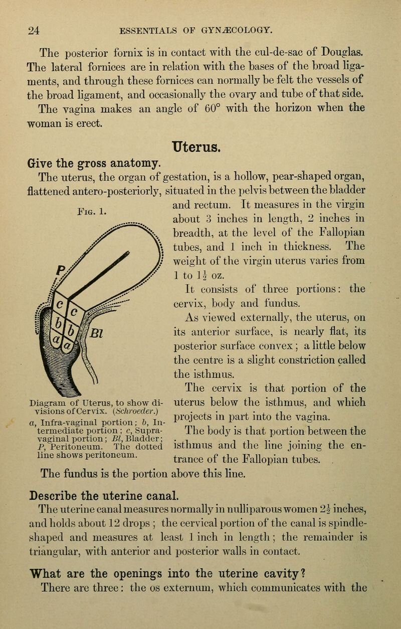 Fig. 1. The posterior fornix is in contact with the cul-de-sac of Douglas. The lateral fornices are in relation with the bases of the broad liga- ments, and through these fornices can normally be felt the vessels of the broad ligament, and occasionally the ovary and tube of that side. The vagina makes an angle of 60° with the horizon when the woman is erect. Uterus. Give the gross anatomy. The uterus, the organ of gestation, is a hollow, pear-shaped organ, flattened antero-posteriorly, situated in the pelvis between the bladder and rectum. It measures in the virgin about 3 inches in length, 2 inches in breadth, at the level of the Fallopian tubes, and 1 inch in thickness. The weight of the virgin uterus varies from 1 to 1 g- oz. It consists of three portions: the cervix, body and fundus. As viewed externally, the uterus, on its anterior surface, is nearly flat, its posterior surface convex; a little below the centre is a slight constriction called the isthmus. The cervix is that portion of the uterus below the isthmus, and which projects in part into the vagina. The body is that portion between the isthmus and the line joining the en- trance of the Fallopian tubes. The fundus is the portion above this line. Diagram of Uterus, to show di- visions of Cervix. (Schroeder.) a, Infra-vaginal portion; b, In termediate portion ; c, Supra- vaginal portion; Bl, Bladder; P, Peritoneum. The dotted line shows peritoneum. Describe the uterine canal. The uterine canal measures normally in nulliparous women 2h inches, and holds about 12 drops ; the cervical portion of the canal is spindle- shaped and measures at least 1 inch in length; the remainder is triangular, with anterior and posterior walls in contact. What are the openings into the uterine cavity? There are three: the os externum, which communicates with the