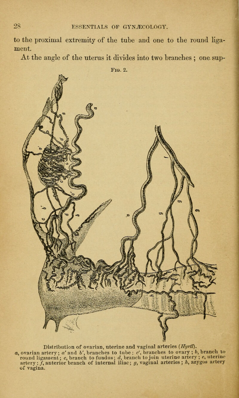 to the proximal extremity of the tube and one to the round liga- ment. At the angle of the uterus it divides into two branches ; one. sup- FiG. 2. Distribution of ovarian, uterine and vaginal arteries {HyrtT). a, ovarian artery, a'and 6', branches to tube; c', branches to ovary; b, branch to round ligament; c, branch to fundus; rf, branch to join uterine artery ; e, uterine artery; /, anterior branch of internal iliac; g, vaginal arteries ; h, azygos artery of vagina.