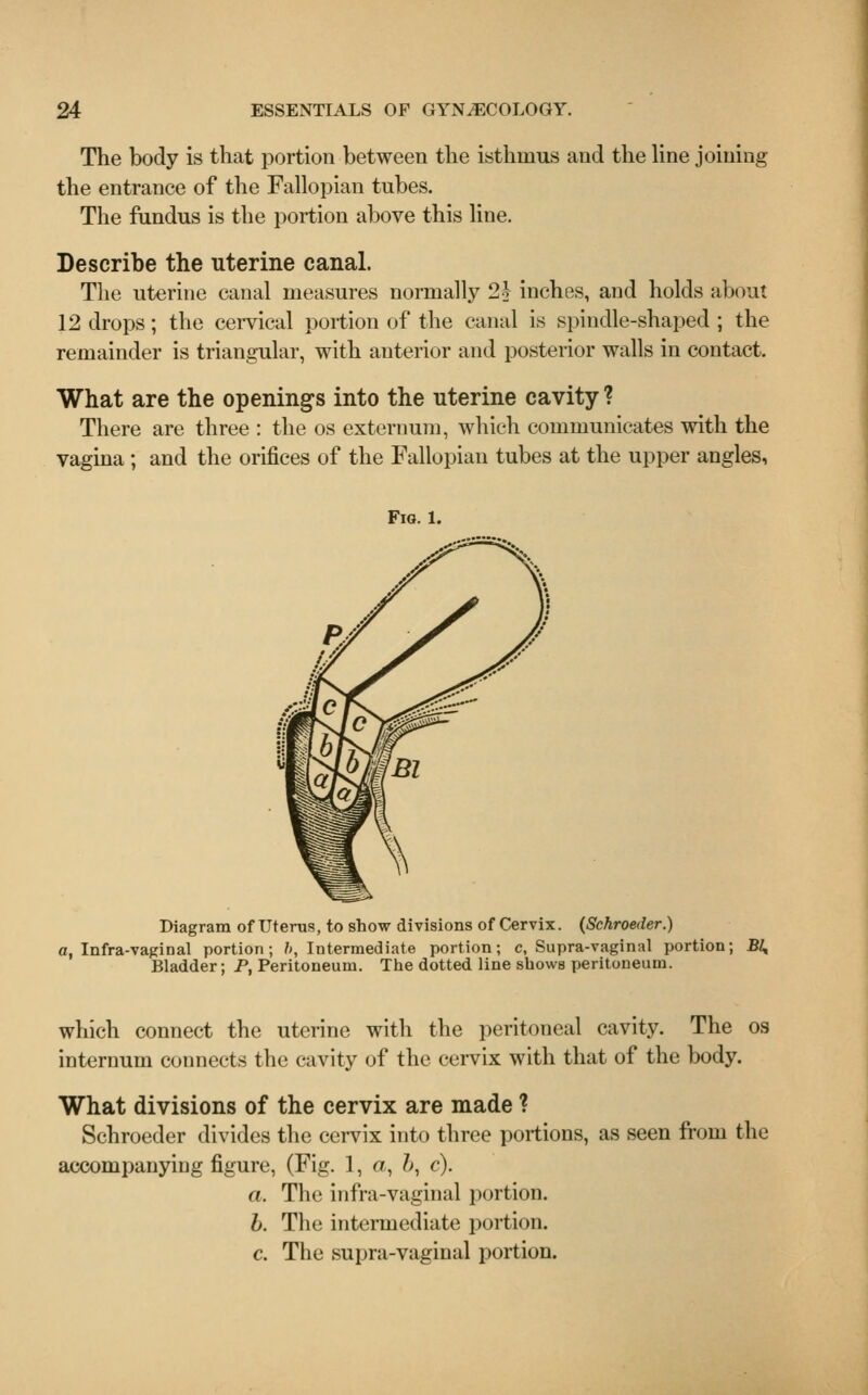 The body is that portion between the isthmus and the line joining the entrance of the Fallopian tubes. The fundus is the portion above this line. Describe the uterine canal. The uterine canal measures normally 2j inches, and holds about 12 drops; the cervical portion of the canal is spindle-shaped ; the remainder is triangular, with anterior and posterior walls in contact. What are the opening's into the uterine cavity ? There are three : the os externum, which communicates with the vagina ; and the orifices of the Fallopian tubes at the upper angles, Diagram of Uterus, to show divisions of Cervix. (Schroeder.) a, Infra-vaginal portion; b, Intermediate portion; c, Supra-vaginal portion; 2*4 Bladder; P, Peritoneum. The dotted line showB peritoneum. which connect the uterine with the peritoneal cavity. The os internum connects the cavity of the cervix with that of the body. What divisions of the cervix are made ? Schroeder divides the cervix into three portions, as seen from the accompanying figure, (Fig. 1, a, &, c). a. The infra-vaginal portion. b. The intermediate portion. c. The supra-vaginal portion.