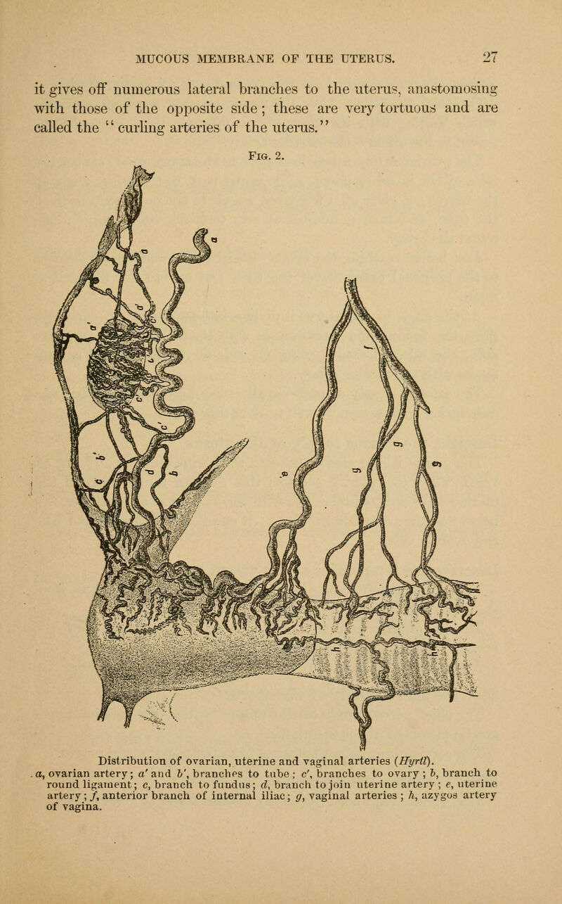 it gives off numerous lateral branches to the uterus, anastomosing with those of the opposite side ; these are very tortuous and are called the '' curling arteries of the uterus.'' Fig. 2. Distribution of ovarian, uterine and vaginal arteries (Ryrtt). a, ovarian artery; a'and &', branches to tube; c', branches to ovary; b, branch to round ligament; c, branch to fundus; d, branch to join uterine artery ; e, uterine artery;/, anterior branch of internal iliac; g, vaginal arteries ; h, azygos artery of vagina.