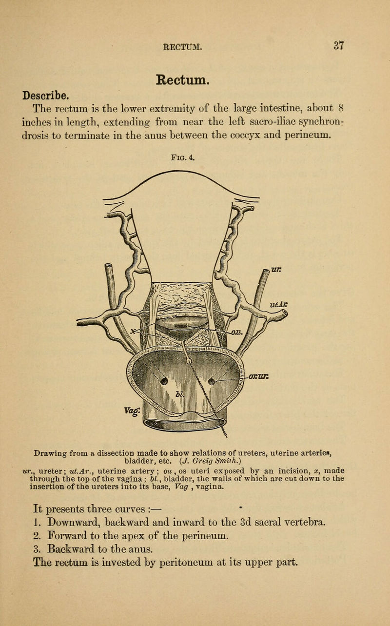 Rectum. Describe. The rectum is the lower extremity of the large intestine, about 8 inches in length, extending from near the left sacro-iliac synchron- drosis to terminate in the anus between the coccyx and perineum. Fig. 4. Drawing from a dissection made to show relations of ureters, uterine arteries, bladder, etc. (J. Greig Smith.) ur., ureter; ut.Ar., uterine artery; ou, os uteri exposed by an incision, x, made through the top of the vagina ; bl., bladder, the walls of which are cut down to the insertion of the ureters into its base, Vag , vagina. It presents three curves :— 1. Downward, backward and inward to the 3d sacral vertebra. 2. Forward to the apex of the perineum. 3. Backward to the anus. The rectum is invested by peritoneum at its upper part.