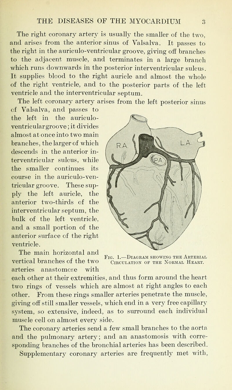 The right coronary artery is usually the smaller of the two, and arises from the anterior sinus of Valsalva. It passes to the right in the auriculo-ventricular groove, giving off branches to the adjacent muscle, and terminates in a large branch which runs downwards in the posterior interventricular sulcus. It supplies blood to the right auricle and almost the whole of the right ventricle, and to the posterior parts of the left ventricle and the interventricular septum. The left coronary artery arises from the left posterior sinus of Valsalva, and passes to the left in the auriculo- ventricular groove ; it divides almost at once into two main branches, the larger of which descends in the anterior in- terventricular sulcus, while the smaller continues its course in the auriculo-ven- tricular groove. These sup- ply the left auricle, the anterior two-thirds of the interventricular septum, the bulk of the left ventricle, and a small portion of the anterior surface of the right ventricle. The main horizontal and vertical branches of the two arteries anastomose with each other at their extremities, and thus form around the heart two rings of vessels which are almost at right angles to each other. From these rings smaller arteries penetrate the muscle, giving off still smaller vessels, which end in a very free capillary system, so extensive, indeed, as to surround each individual muscle cell on almost every side. The coronary arteries send a few smaU branches to the aorta and the pulmonary artery; and an anastomosis with corre- sponding branches of the bronchial arteries has been described. Supplementary coronary arteries are frequently met with. Fig. 1.—Diagram showing the Arterial Circulation of the Normal Heart.