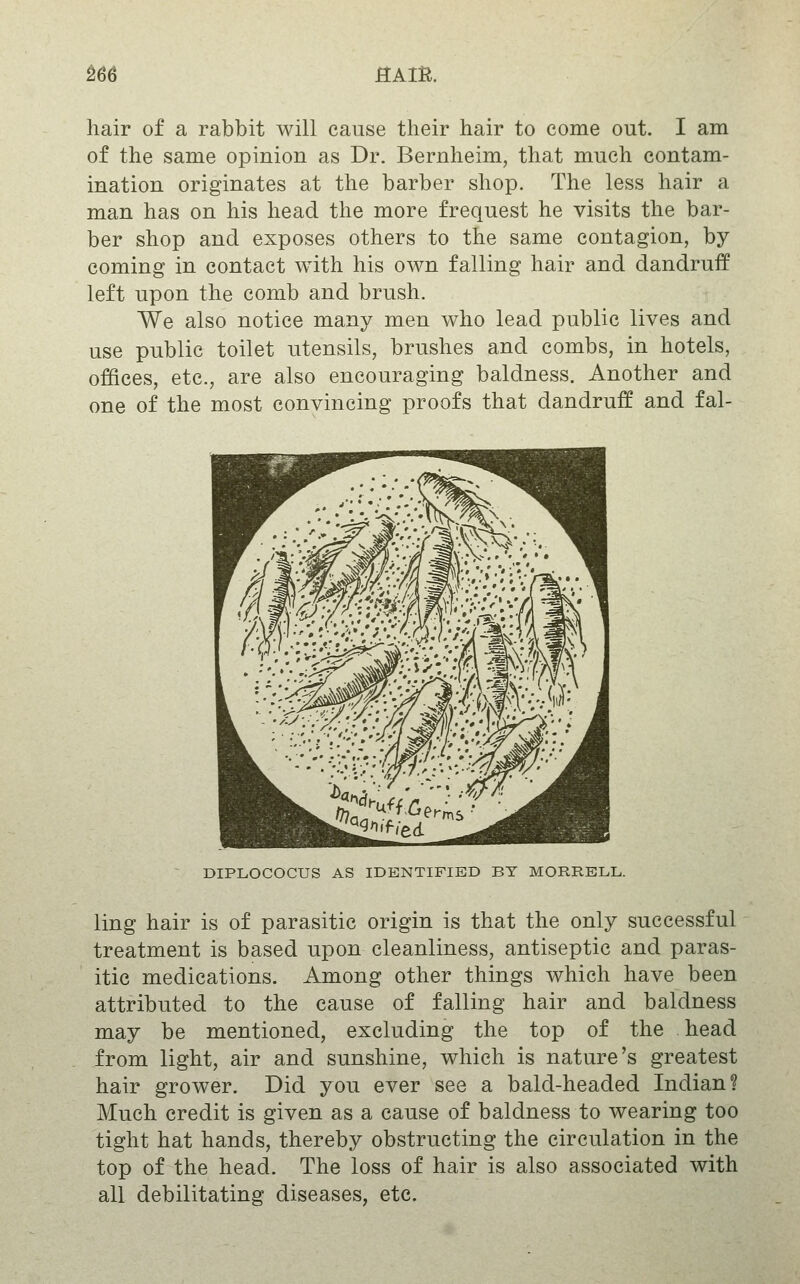 hair of a rabbit will cause their hair to come out. I am of the same opinion as Dr. Bernheim, that much contam- ination originates at the barber shop. The less hair a man has on his head the more frequest he visits the bar- ber shop and exposes others to the same contagion, by coming in contact with his own falling hair and dandruff left upon the comb and brush. We also notice many men who lead public lives and use public toilet utensils, brushes and combs, in hotels, offices, etc., are also encouraging baldness. Another and one of the most convincing proofs that dandruff and fal- DIPLOCOCUS AS IDENTIFIED BY MORRELL. ling hair is of parasitic origin is that the only successful treatment is based upon cleanliness, antiseptic and paras- itic medications. Among other things which have been attributed to the cause of falling hair and baldness may be mentioned, excluding the top of the head from light, air and sunshine, which is nature's greatest hair grower. Did you ever see a bald-headed Indian? Much credit is given as a cause of baldness to wearing too tight hat hands, thereby obstructing the circulation in the top of the head. The loss of hair is also associated with all debilitating diseases, etc.