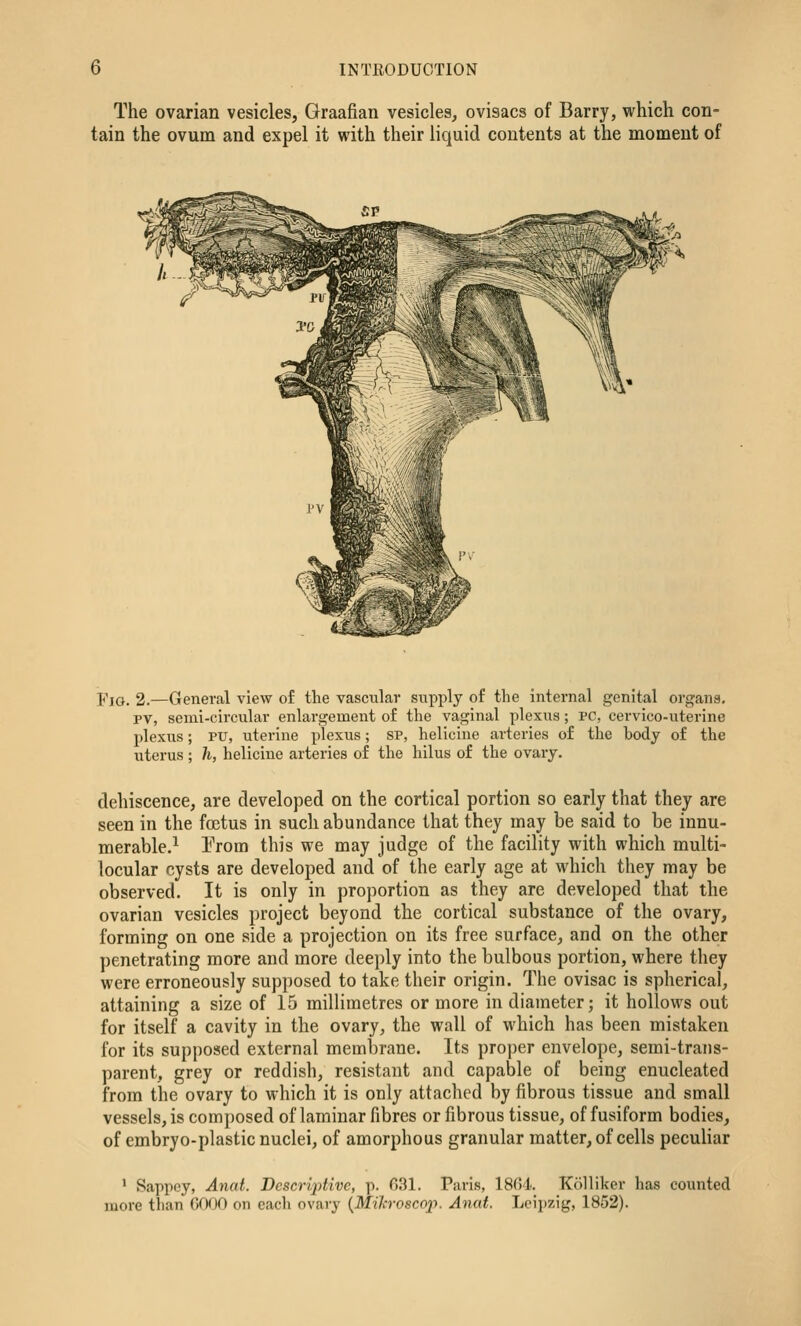 The ovarian vesicles, Graafian vesicles, ovisacs of Barry, which con- tain the ovum and expel it with their liquid contents at the moment of Fig. 2.—General view of the vascular supply of the internal genital organs, pv, semi-circular enlargement of the vaginal plexus; PC, cervico-uterine plexus; PU, uterine plexus; SP, helicine arteries of the body of the uterus; Ji, helicine arteries of the hilus of the ovary. dehiscence, are developed on the cortical portion so early that they are seen in the foetus in such abundance that they may be said to be innu- merable.^ l>om this we may judge of the facility with which multi- locular cysts are developed and of the early age at which they may be observed. It is only in proportion as they are developed that the ovarian vesicles project beyond the cortical substance of the ovary, forming on one side a projection on its free surface, and on the other penetrating more and more deeply into the bulbous portion, where they were erroneously supposed to take their origin. The ovisac is spherical, attaining a size of 15 millimetres or more in diameter; it hollows out for itself a cavity in the ovary, the wall of which has been mistaken for its supposed external membrane. Its proper envelope, semi-trans- parent, grey or reddish, resistant and capable of being enucleated from the ovary to which it is only attached by fibrous tissue and small vessels, is composed of laminar fibres or fibrous tissue, of fusiform bodies, of embryo-plastic nuclei, of amorphous granular matter, of cells pecuHar ' Sappcy, Anat. Dcscrij^livc, p. 031. Paris, 1804.. Kolliker has counted more than GOOO on each ovary {Mih-oscop. Anat. Leipzig, 1852).