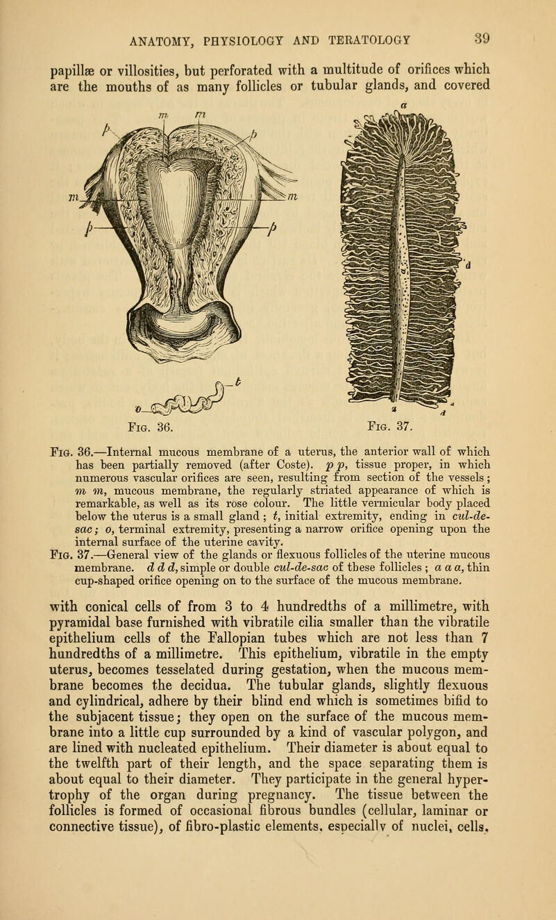 papillae or villosities, but perforated with a multitude of orifices which are the mouths of as many follicles or tubular glands, and covered Fig. 37. Fig. 36,—Internal mucous membrane of a uterus, the anterior wall of which has been partially removed (after Coste). p p, tissue proper, in which numerous vascular orifices are seen, resulting from section of the vessels; m m, mucous membrane, the regularly striated appearance of which is remarkable, as well as its rose colour. The little vennicular body placed below the uterus is a small gland ; t, initial extremity, ending in cul-de- sac ; 0, terminal extremity, presenting a narrow orifice opening upon the internal surface of the uterine cavity. Fig. 37.—General view of the glands or flexuous follicles of the \iterine mucous membrane. d(Z(Z, simple or double cti/-cZe-sao of these follicles ; a a a, thin cup-shaped orifice opening on to the surface of the mucous membrane. with conical cells of from 3 to 4 hundredths of a millimetre, with pyramidal base furnished with vibratile cilia smaller than the vibratile epithelium cells of the Fallopian tubes which are not less than 7 hundredths of a millimetre. This epithelium, vibratile in the empty uterus, becomes tesselated during gestation, when the mucous mem- brane becomes the decidua. The tubular glands, slightly flexuous and cylindrical, adhere by their blind end which is sometimes bifid to the subjacent tissue; they open on the surface of the mucous mem- brane into a little cup surrounded by a kind of vascular polygon, and are lined with nucleated epithelium. Their diameter is about equal to the twelfth part of their length, and the space separating them is about equal to their diameter. They participate in the general hyper- trophy of the organ during pregnancy. The tissue between the follicles is formed of occasional fibrous bundles (cellular, laminar or connective tissue), of fibro-plastic elements, especiallv of nuclei, cells.