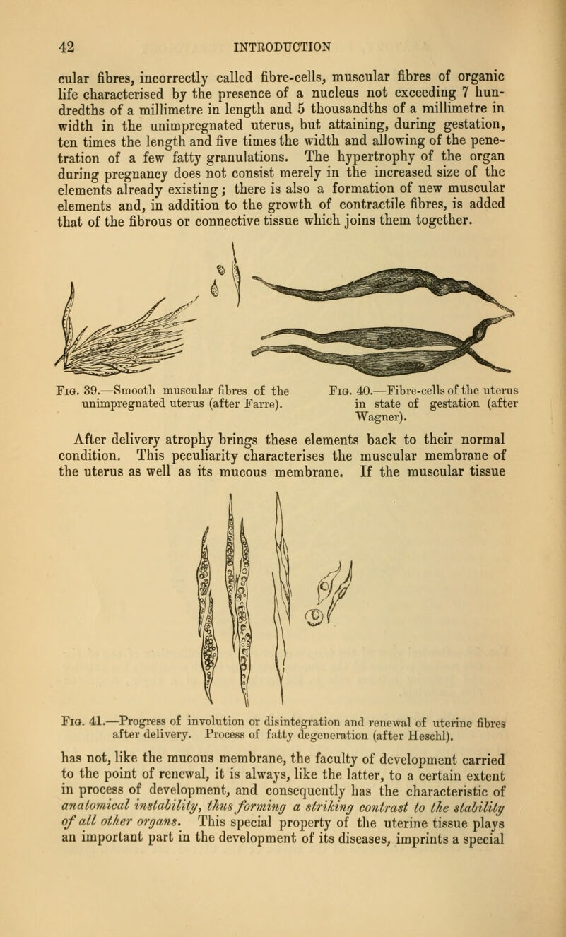 cular fibres, incorrectly called fibre-cells, muscular fibres of organic life characterised by the presence of a nucleus not exceeding 7 hun- dredths of a millimetre in length and 5 thousandths of a millimetre in width in the unimpregnated uterus, but attaining, during gestation, ten times the length and five times the width and allowing of the pene- tration of a few fatty granulations. The hypertrophy of the organ during pregnancy does not consist merely in the increased size of the elements already existing; there is also a formation of new muscular elements and, in addition to the growth of contractile fibres, is added that of the fibrous or connective tissue which joins them together. Fig. 39.—Smooth muscular fibres of the unimpregnated uterus (after Tarre). Fig. 40.—Fibre-cells of the utenis in state of gestation (after Wagner). After delivery atrophy brings these elements back to their normal condition. This peculiarity characterises the muscular membrane of the uterus as well as its mucous membrane. If the muscular tissue Fig. 41.—Progress of involution or disintegration and renewal of uterine fibres after delivery. Process of fatty degeneration (after Heschl). has not, like the mucous membrane, the faculty of development carried to the point of renewal, it is always, like the latter, to a certain extent in process of development, and consequently has the characteristic of anatomical instability, thus forming a striking contrast to the stability of all other organs. This special property of the uterine tissue plays an important part in the development of its diseases, imprints a special