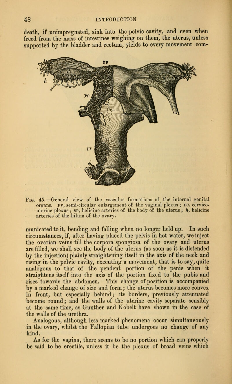 death, if unimpregnated, sink into the pelvic cavity, and even when freed from the mass of intestines weighing on them, the uterus, unless supported bj the bladder and rectum, yields to every movement com- FiG. 45.—General view of the vascular formations of the internal genital organs. PV, semi-circular enlargement of the vaginal plexus ; PC, cervico- uterine plexus; sp, helicine arteries of the body of the uterus ; h, helicine arteries of the hilum of the ovary. municated to it, bending and falling when no longer held up. In such circumstances, if, after having placed the pelvis in hot water, we inject the ovarian veins till the corpora spongiosa of the ovary and uterus are filled, we shall see the body of the uterus (as soon as it is distended by the injection) plainly straightening itself in the axis of the neck and rising in the pelvic cavity, executing a movement, that is to say, quite analogous to that of the pendent portion of the penis when it straightens itself into the axis of the portion fixed to the pubis and rises towards the abdomen. This change of position is accompanied by a marked change of size and form; the uterus becomes more convex in front, but especially behind; its borders, previously attenuated become round; and the walls of the uterine cavity separate sensibly at the same time, as Gunther and Kobelt have shown in the case of the walls of the urethra. Analogous, although less marked phenomena occur simultaneously in the ovary, whilst the Pallopian tube undergoes no change of any kind. As for the vagina, there seems to be no portion which can properly be said to be erectile, unless it be the plexus of broad veins which