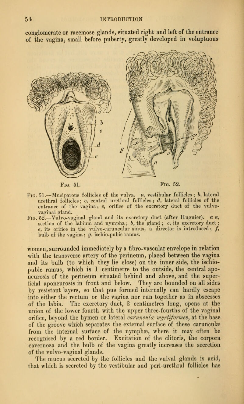 conglomerate or racemose glands, situated right and left of the entrance of the vagina, small before puberty, greatly developed in voluptuous Fig. 51. Fig. 52. Fig. 51.—Muciparous follicles of the vulva, a, vestibular follicles ; h, lateral urethral follicles; c, central urethral follicles ; d, lateral follicles of the entrance of the vagina; e, orifice of the excretory duct of the vulvo- vaginal gland. Fig. 52.—Vulvo-vaginal gland and its excretoiy duct (after Huguier), a a, section of the labium and nympha ; b, the gland ; c, its excretory duct; e, its orifice in the vulvo-cai'uncular sinus, a dii'ector is introduced ; /, bulb of the vagina; g, ischio-pubic ramus. women, surrounded immediately by a fibro-vascular envelope in relation with the transverse artery of the perineum, placed between the vagina and its bulb (to which they lie close) on the inner side, the ischio- pubic ramus, which is 1 centimetre to the outside, the central apo- neurosis of the perineum situated behind and above, and the super- ficial aponeurosis in front and below. They are bounded on all sides by resistant layers, so that pus formed internally can hardly escape into either the rectum or the vagina nor run together as in abscesses of the labia. The excretory duct, 2 centimetres long, opens at the union of the lower fourth with the upper three-fourths of the vaginal orifice, beyond the hymen or lateral canmculre myriiformes, at the base of the groove which separates the external surface of these carunculse from the internal surface of the nympha?, where it may often be recognised by a red border. Excitation of the clitoris, the corpora cavernosa and the bulb of the vagina greatly increases the secretion of the vulvo-vaginal glands. The mucus secreted by the follicles and the vulval glands is acid, that which is secreted by the vestibular and peri-urethral follicles has