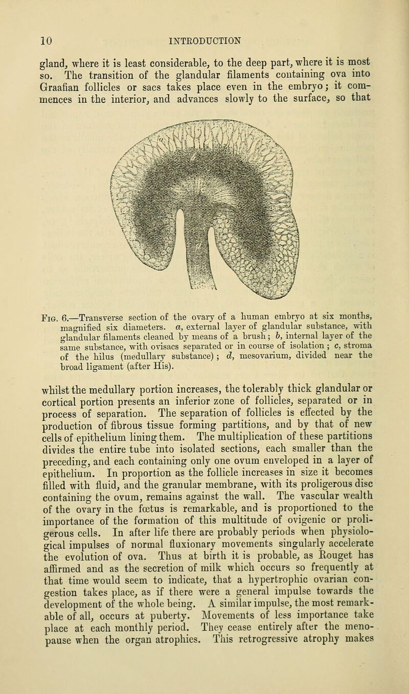 gland, where it is least considerable, to the deep part,, where it is most so. The transition of the glandular filaments containing ova into Graafian follicles or sacs takes place even in the embryo; it com- mences in the interior^ and advances slowly to the surface, so that /v Fig. 6.—Transverse section of the ovaiy of a lauman embryo at six montts, magnified six diameters, a, external layer of glandular substance, with glandular filaments cleaned by means of a brush; h, internal layer of the same substance, with ovisacs separated or in course of isolation ; c, stroma of the hilus (medullary substance) ; d, mesovarium, divided near the broad ligament (after His). whilst the medullary portion increases, the tolerably thick glandular or cortical portion presents an inferior zone of follicles, separated or in process of separation. The separation of follicles is effected by the production of fibrous tissue forming partitions, and by that of new cells of epithelium lining them. The multiplication of these partitions divides the entire tube into isolated sections, each smaller than the preceding, and each containing only one ovum enveloped in a layer of epithelium. In proportion as the follicle increases in size it becomes filled with fluid, and the granular membrane, with its proligerous disc containing the ovum, remains against the wall. The vascular wealth of the ovary in the foetus is remarkable, and is proportioned to the importance of the formation of this multitude of ovigenic or proli- gerous cells. In after life there are probably periods when physiolo- gical impulses of normal fluxionary movements singularly accelerate the evolution of ova. Thus at birth it is probable, as Eouget has affirmed and as the secretion of milk which occurs so frequently at that time would seem to indicate, that a hypertrophic ovarian con- gestion takes place, as if there were a general impulse towards the development of the whole being. A similar impulse, the most remark- able of all, occurs at puberty. Movements of less importance take place at each monthly period. They cease entirely after the meno- pause when the organ atrophies. This retrogressive atrophy makes