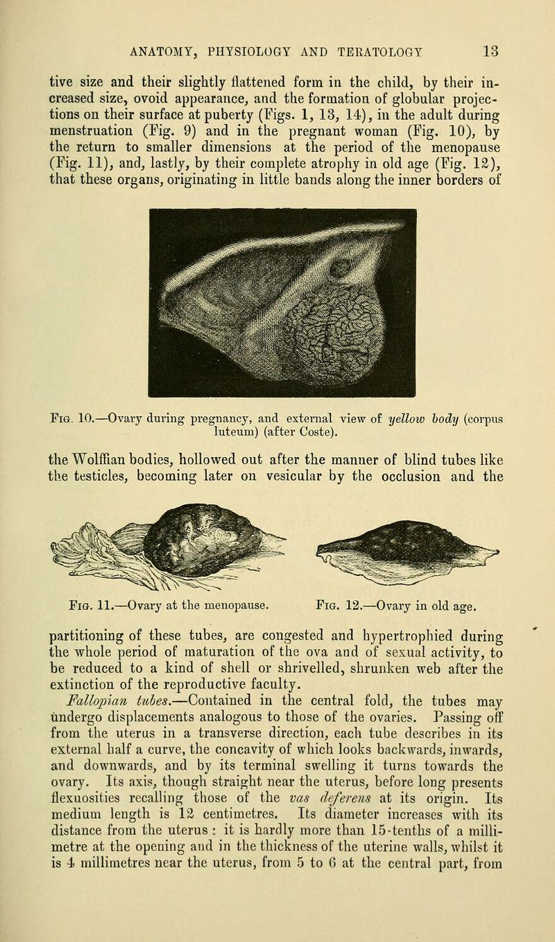 tive size and their slightly llattened form in the child, by their in- creased size, ovoid appearance, and the formation of globular projec- tions on their surface at puberty (l^'igs. 1, 13, 14), in the adult during menstruation (Fig. 9) and in the pregnant woman (Fig. 10), by the return to smaller dimensions at the period of the menopause (Fig. 11), and, lastly, by their complete atrophy in old age (Fig. 13), that these organs, originatiug in little bands along the inner borders of Fig. 10.—Ovary during pregnancy, and external view of yellow body (corpns5 luteum) (after Coste), the Wolffian bodies, hollowed out after the manner of blind tubes like the testicles, becoming later on vesicular by the occlusion and the Fig. 11.—Ovary at the menopause. Fig. 12.—Ovary in old age. partitioning of these tubes, are congested and hypertrophied during the whole period of maturation of the ova and of sexual activity, to be reduced to a kind of shell or shrivelled, shrunken web after the extinction of the reproductive faculty. Fallopian tubes.—Contained in the central fold, the tubes may undergo displacements analogous to those of the ovaries. Passing off from the uterus in a transverse direction, each tube describes in its external half a curve, the concavity of which looks backwards, inwards, and downwards, and by its terminal swelling it turns towards the ovary. Its axis, though straight near the uterus, before long presents flexuosities recalling those of the vas deferens at its origin. Its medium length is 12 centimetres. Its diameter increases with its distance from the uterus : it is hardly more than 15-tenths of a milli- metre at the opening and in the thickness of the uterine walls, whilst it is 4 millimetres near the uterus, from 5 to (5 at the central part, from